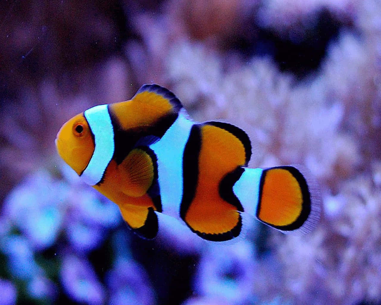 clownfish, ocean's corals, vibrant orange, HD Desktop Wallpaper