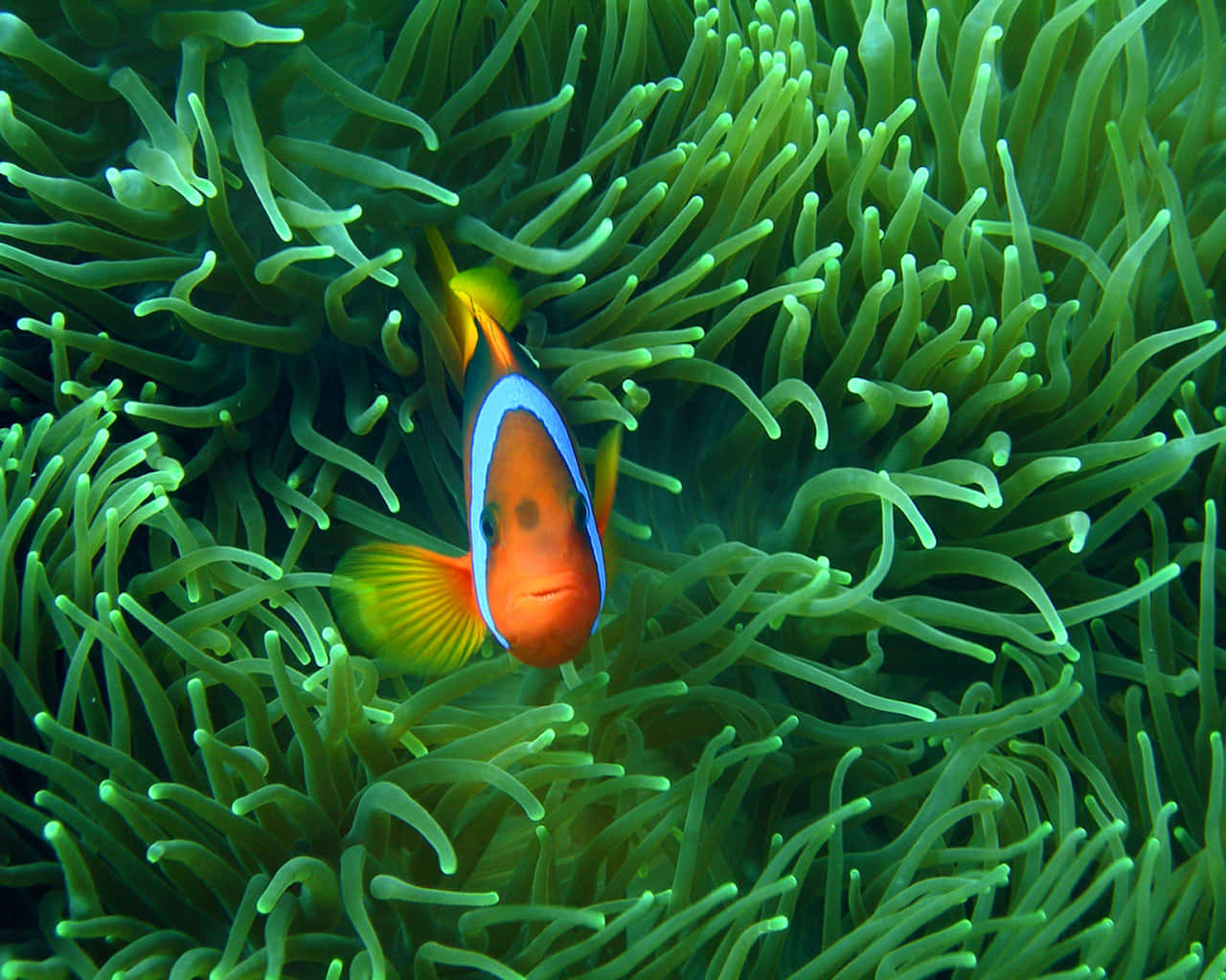 clownfish, anemone habitat, vibrant orange, HD Desktop Wallpaper