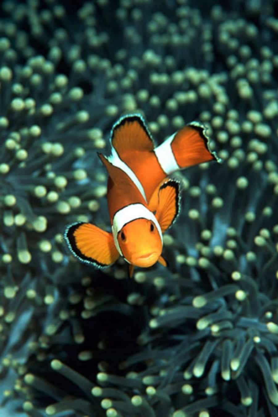 clownfish, anemone, vibrant orange, HD Phone Wallpaper
