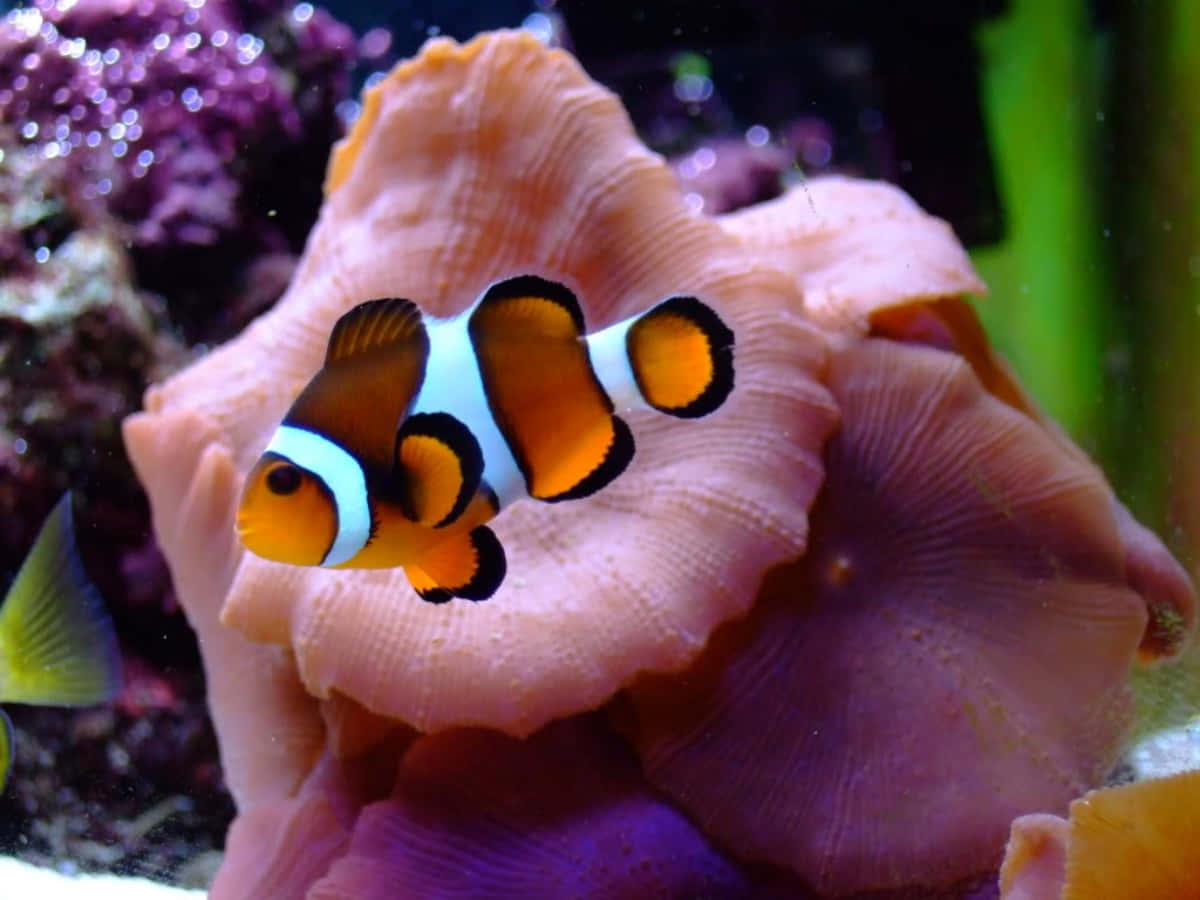 clownfish, coral reef, vibrant orange, SD Desktop Wallpaper