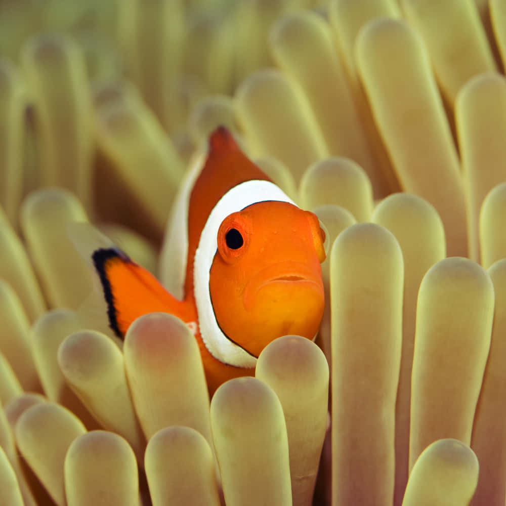 clownfish, anemone tentacles, vibrant orange, SD Desktop Wallpaper