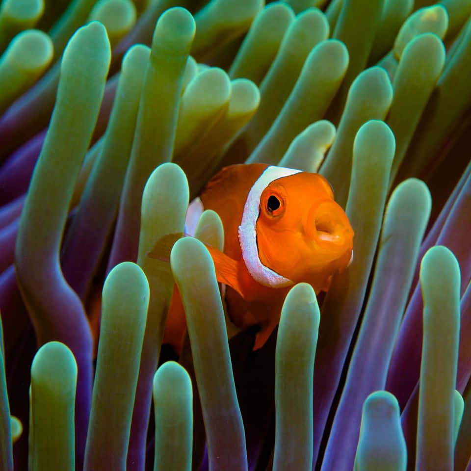 clownfish, anemone tentacles, glowing green, SD Desktop Wallpaper