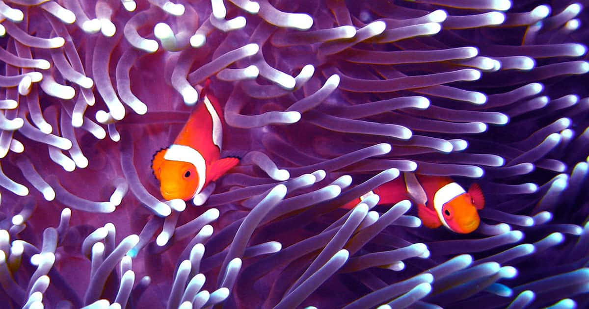 clownfish, sea anemone, orange and white, SD Desktop Wallpaper