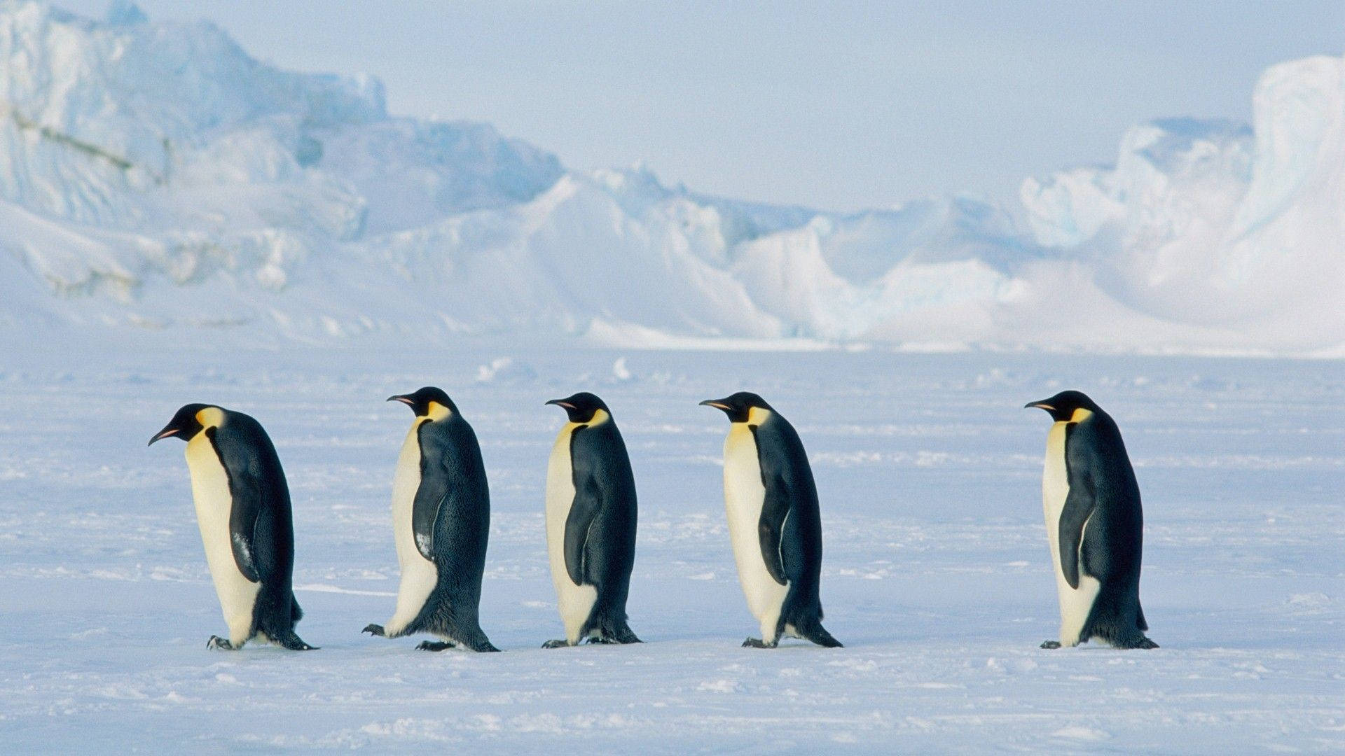 emperor penguins, snowy plain, icy mountains, Full HD Desktop Wallpaper