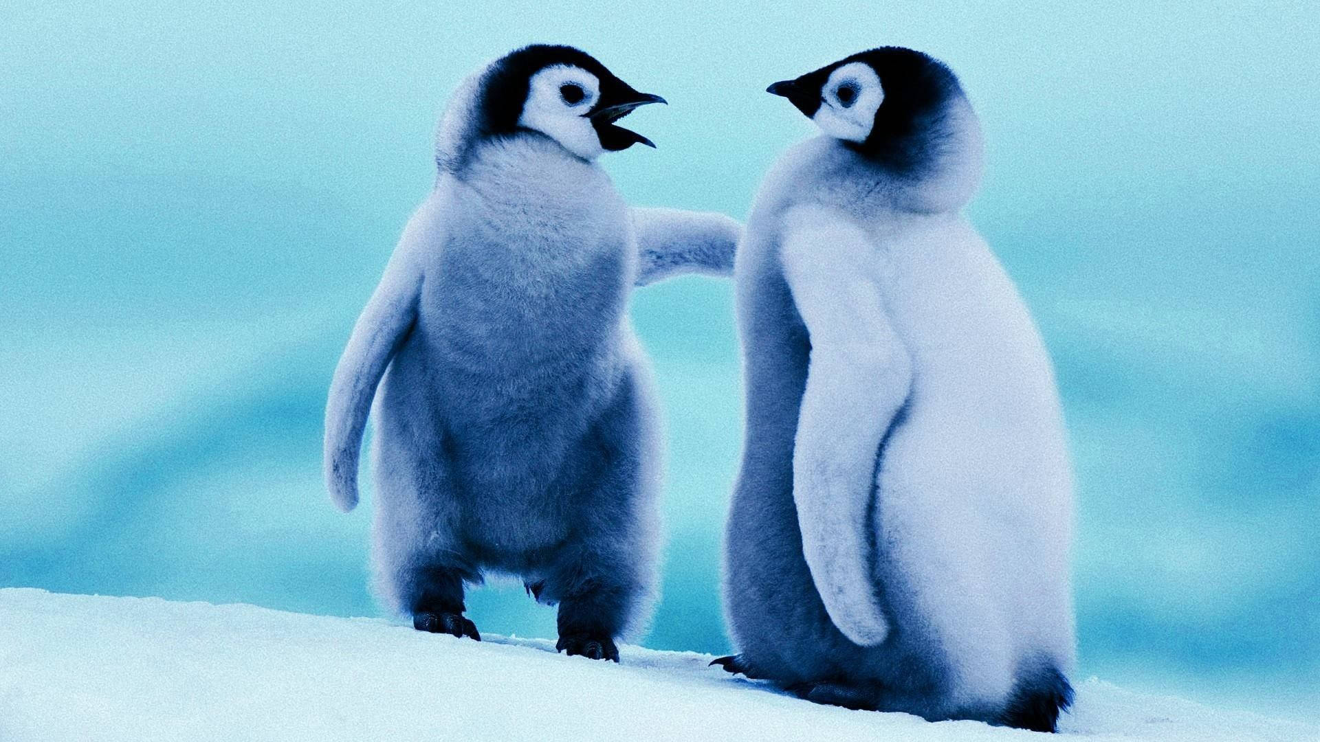 emperor penguin chicks, fluffy, snowy ground, Full HD Desktop Wallpaper