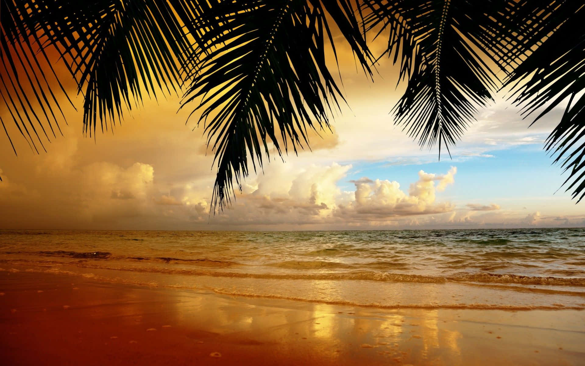 tropical beach, sunset, palm fronds, Full HD Desktop Wallpaper