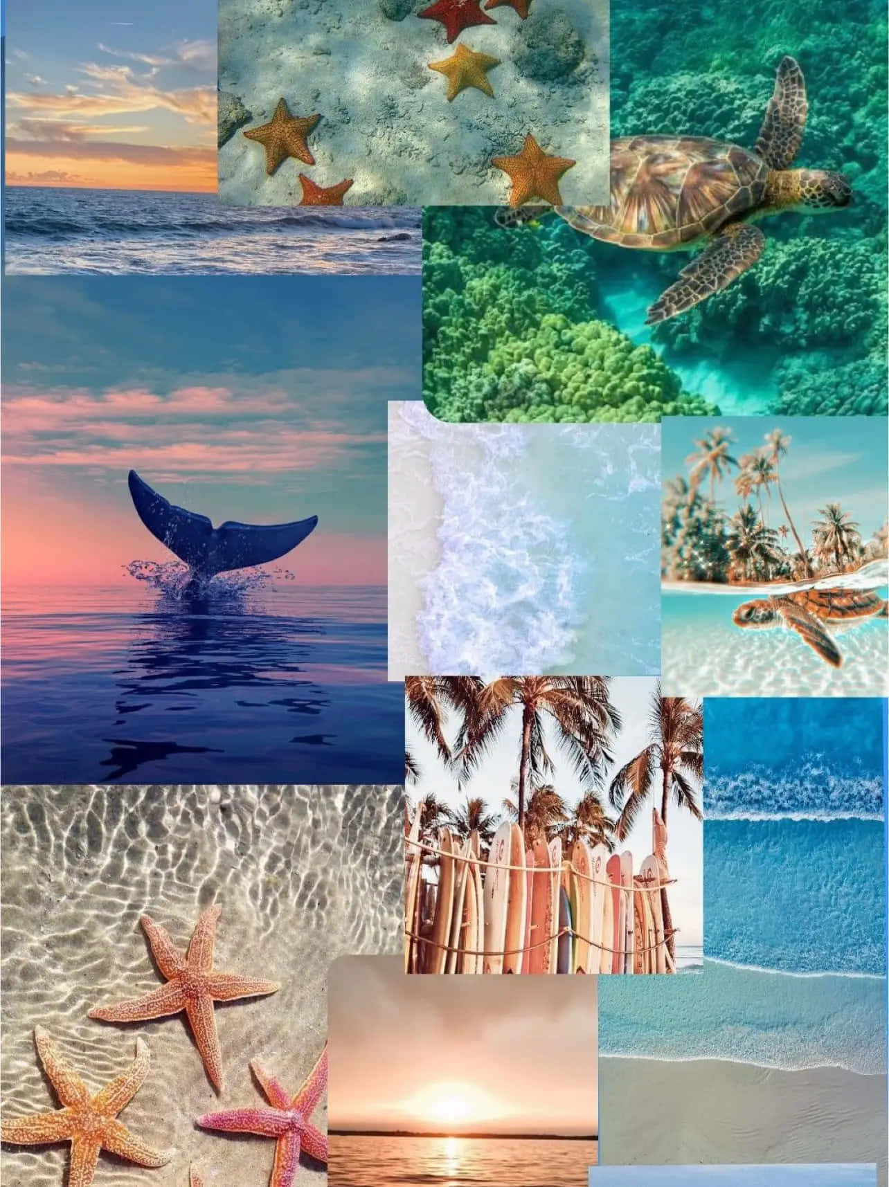 Coastal Collage Aesthetic, ocean scenes, starfish, HD Phone Wallpaper