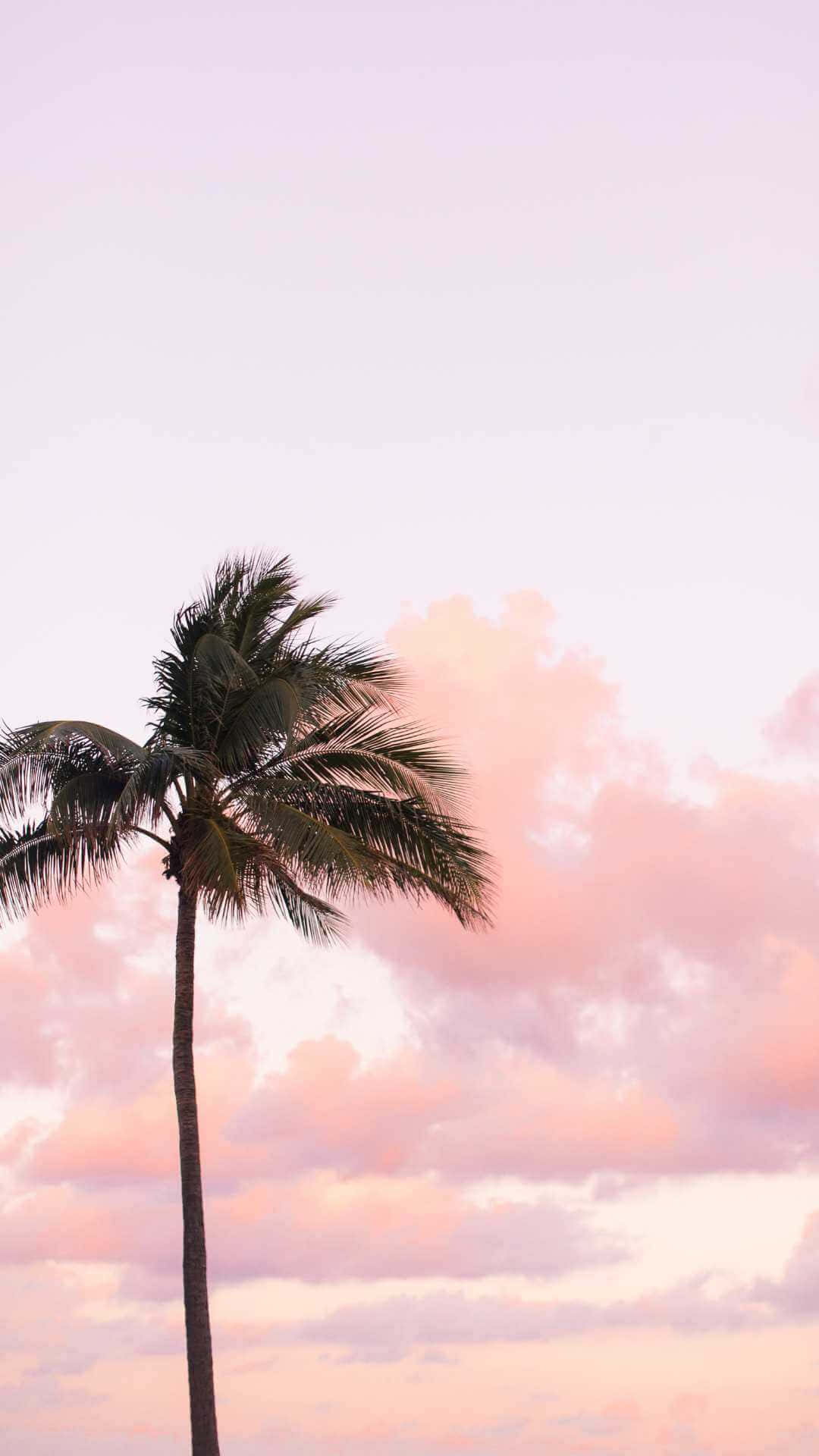 palm silhouette, pink sunset sky, lavender sunset sky, Full HD Phone Wallpaper