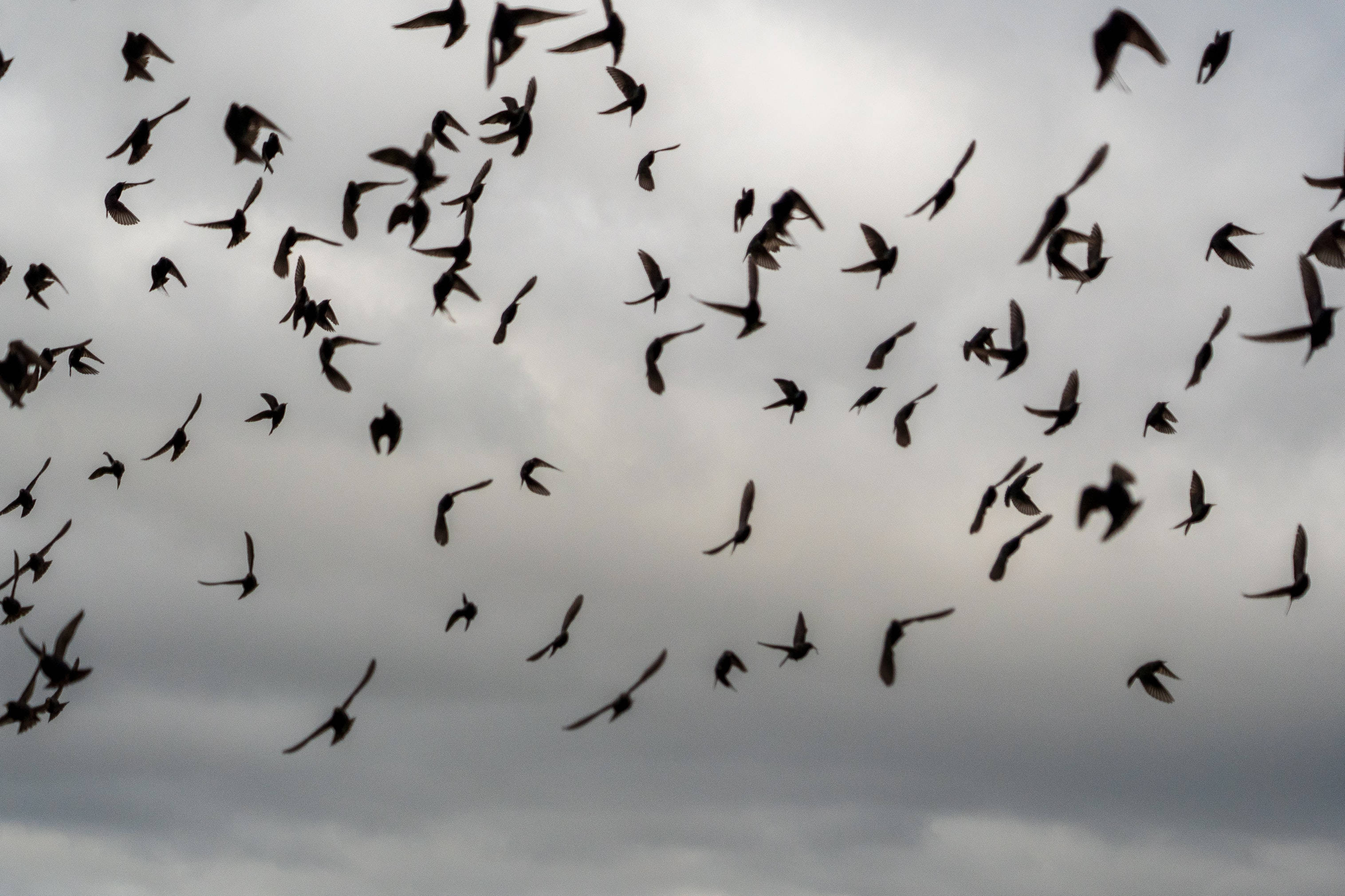 vibrant sunset, seashore, flock of birds, 2K Desktop Wallpaper