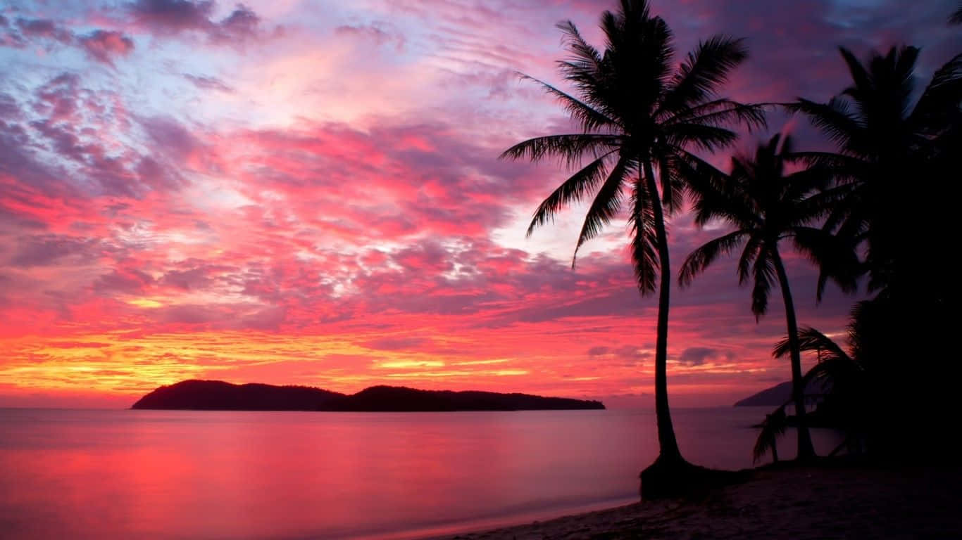 palm trees, vibrant pink orange sunset, calm ocean waters, HD Desktop Wallpaper
