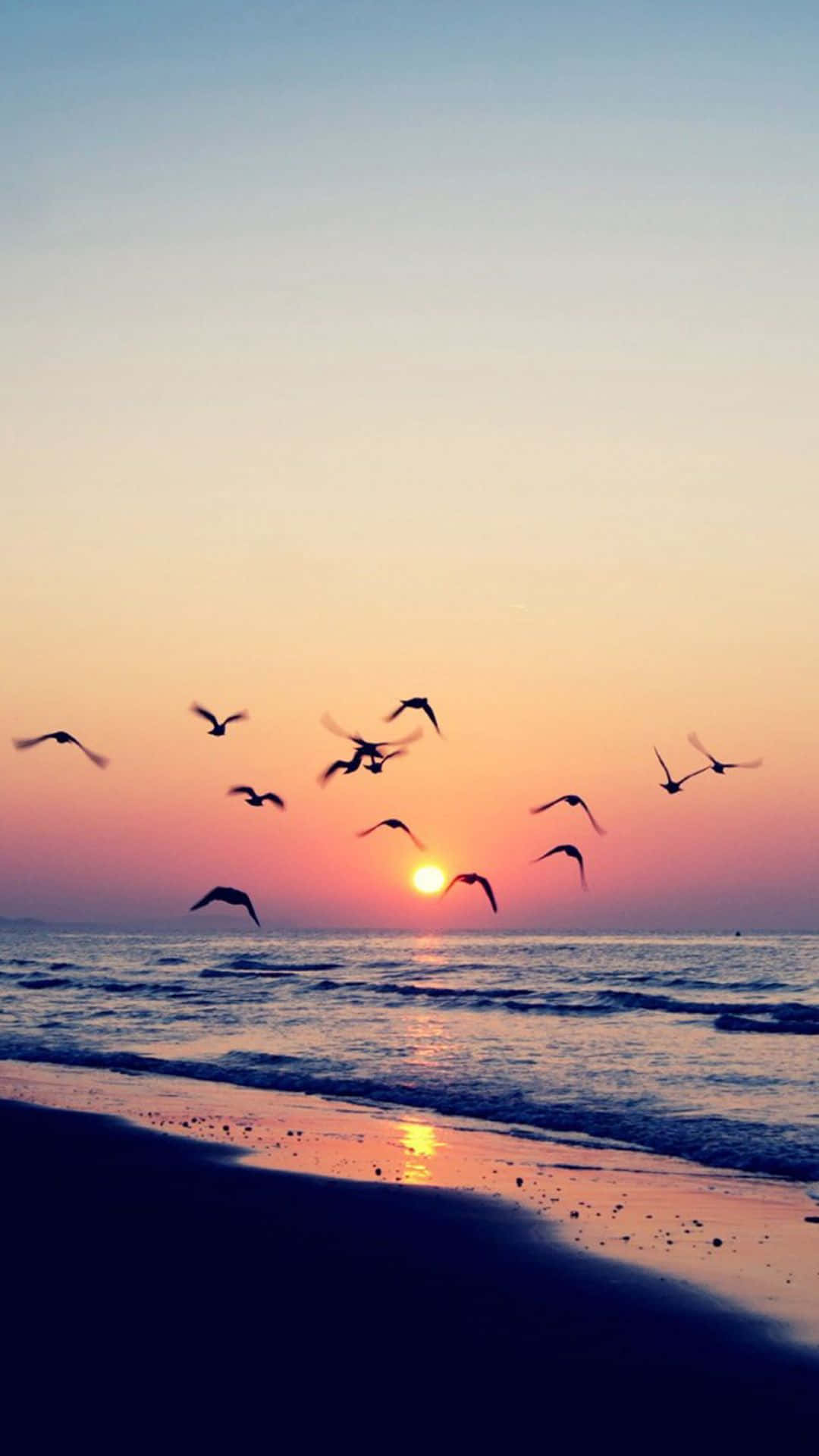Coastal Sunset, silhouetted birds, tranquil beach, Full HD Phone Wallpaper