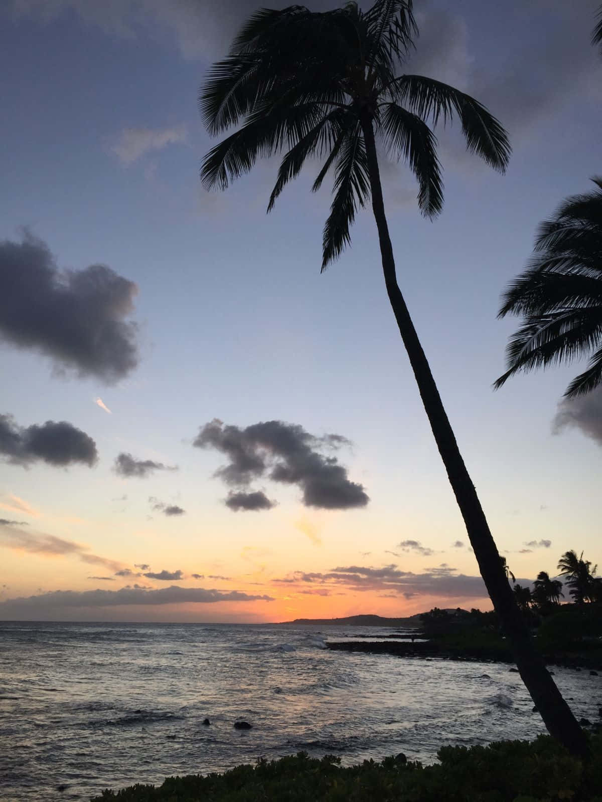 Coastal Sunset, palm tree, vibrant sunset, HD Phone Wallpaper