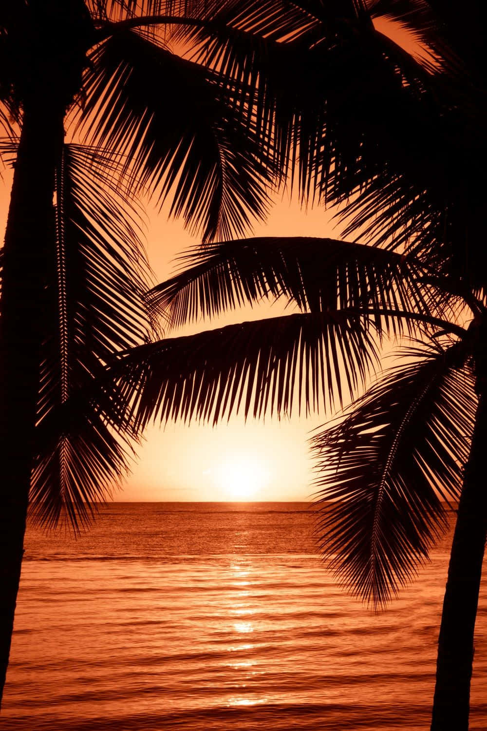Coastal Sunset, palm fronds, glowing orange sunset, HD Phone Wallpaper
