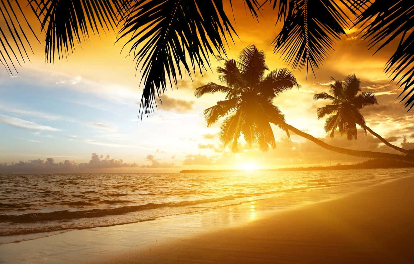 Coastal Sunset, golden sunset, palm trees, HD Desktop Wallpaper