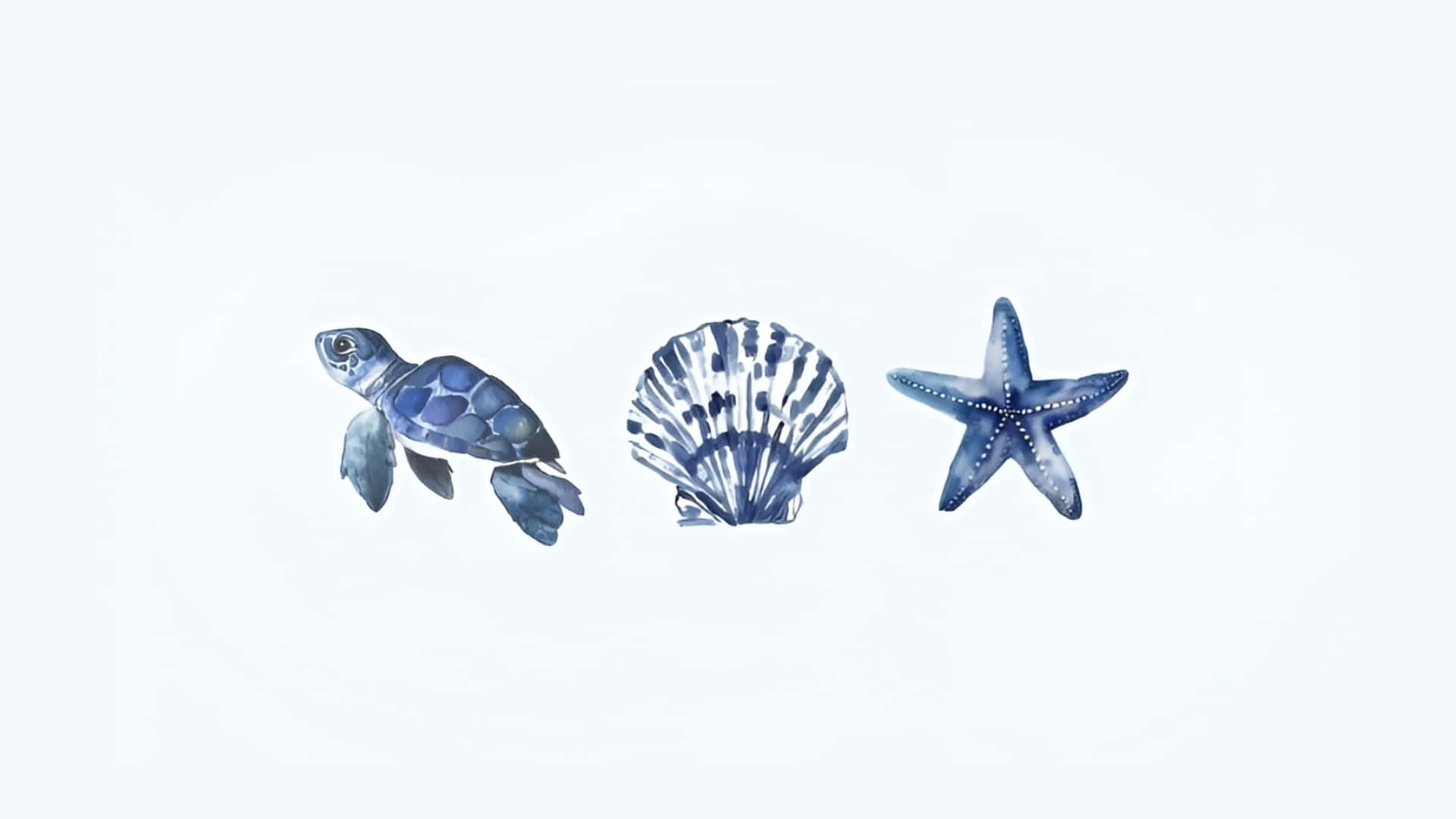 blue sea turtle, scallop shell, starfish, Full HD Desktop Wallpaper