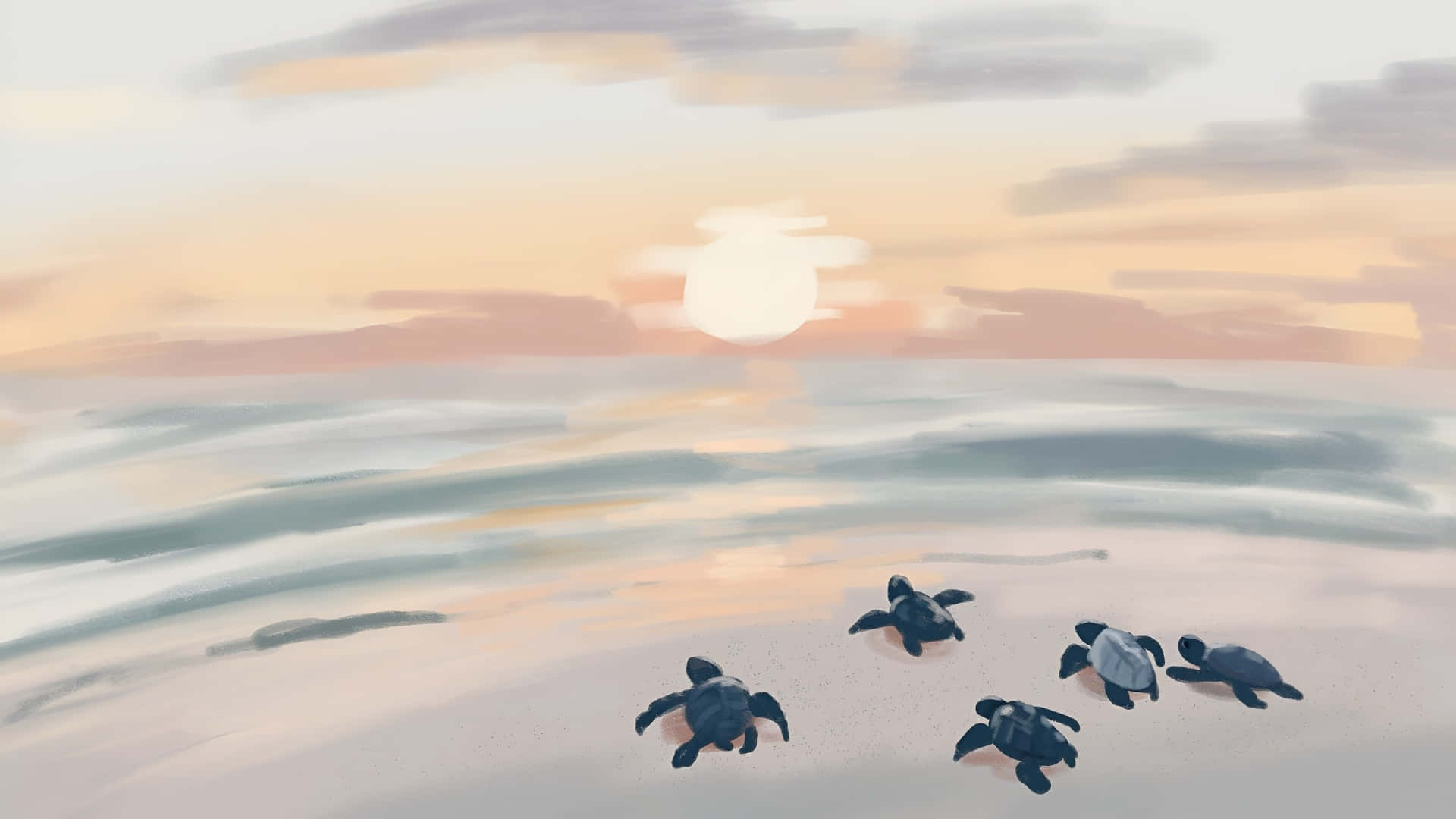 coastal, sea turtles, sunset, Full HD Desktop Wallpaper
