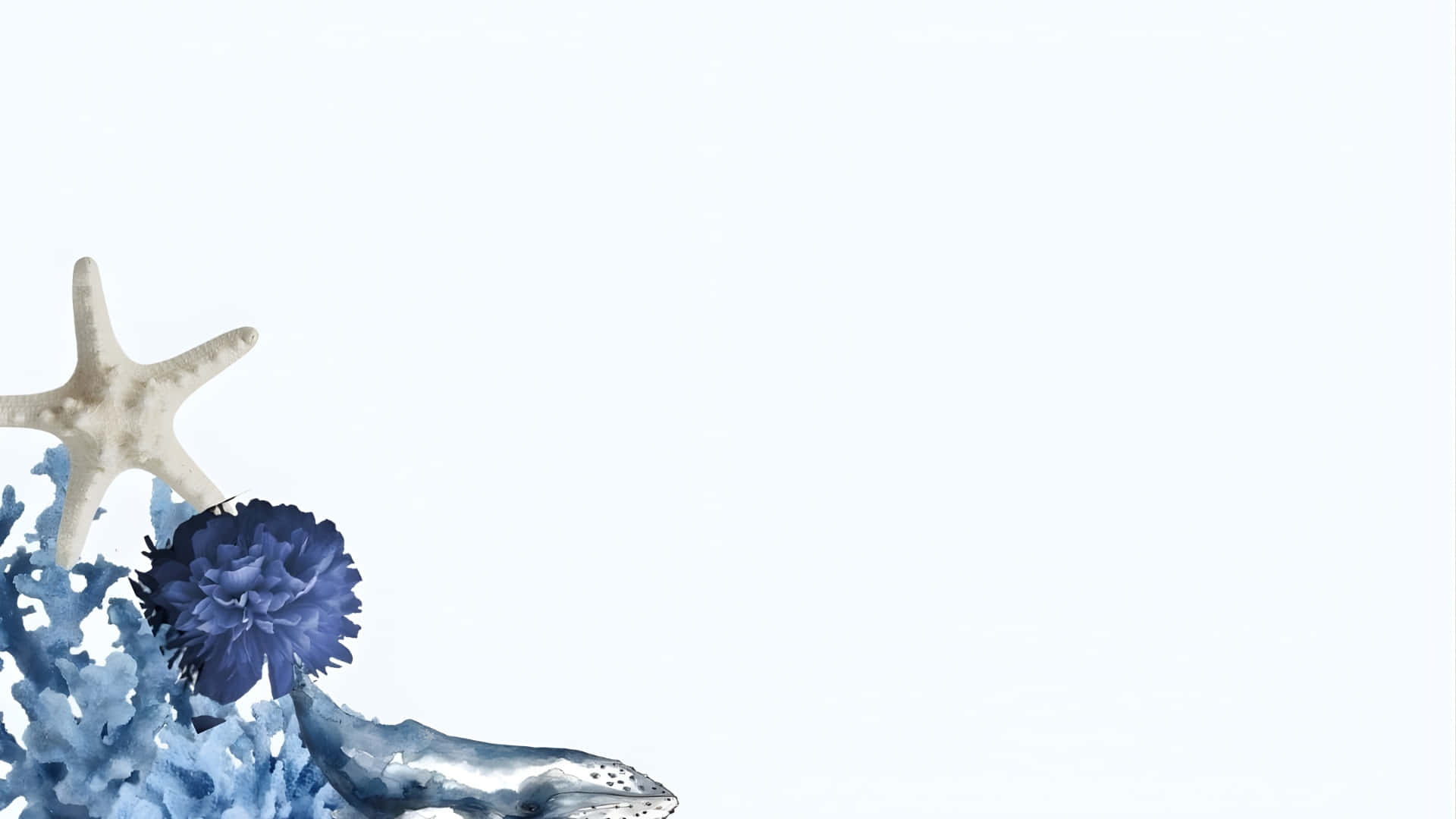 white starfish, blue coral, whale tail, Full HD Desktop Wallpaper
