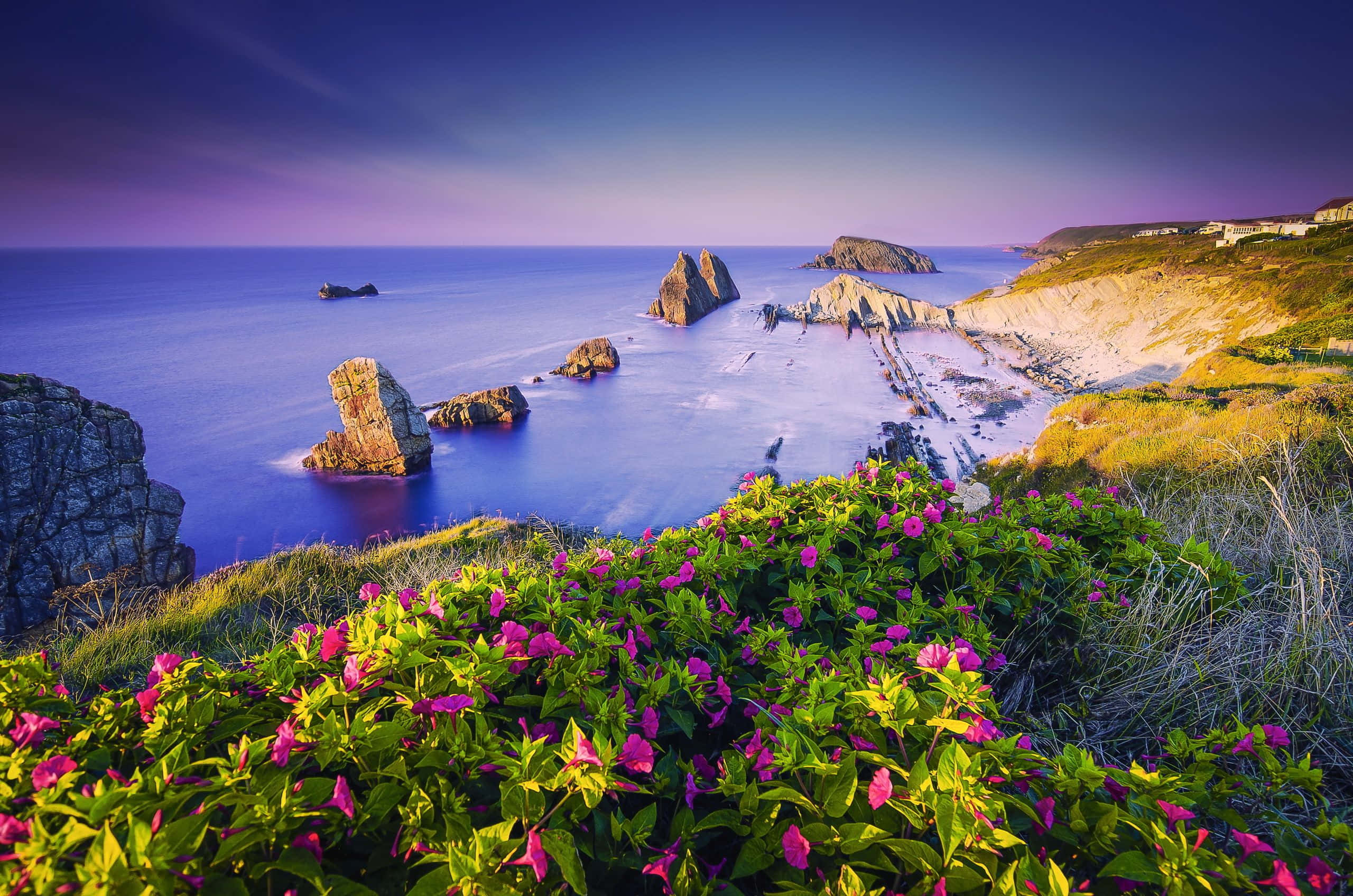Coastline, pink flowers, cliff, 2K Desktop Wallpaper
