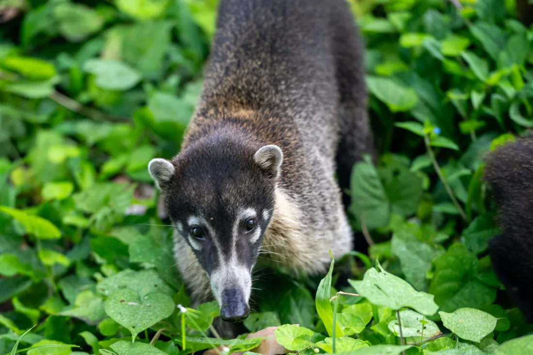 Coati