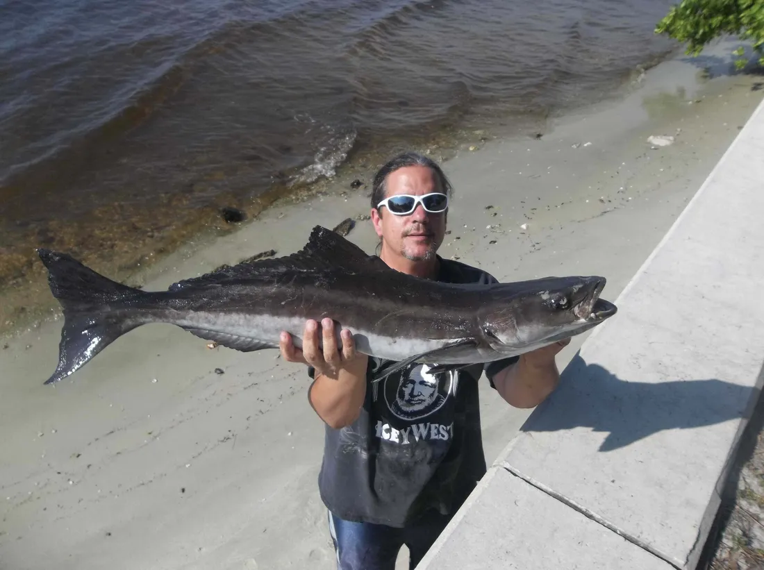Cobia