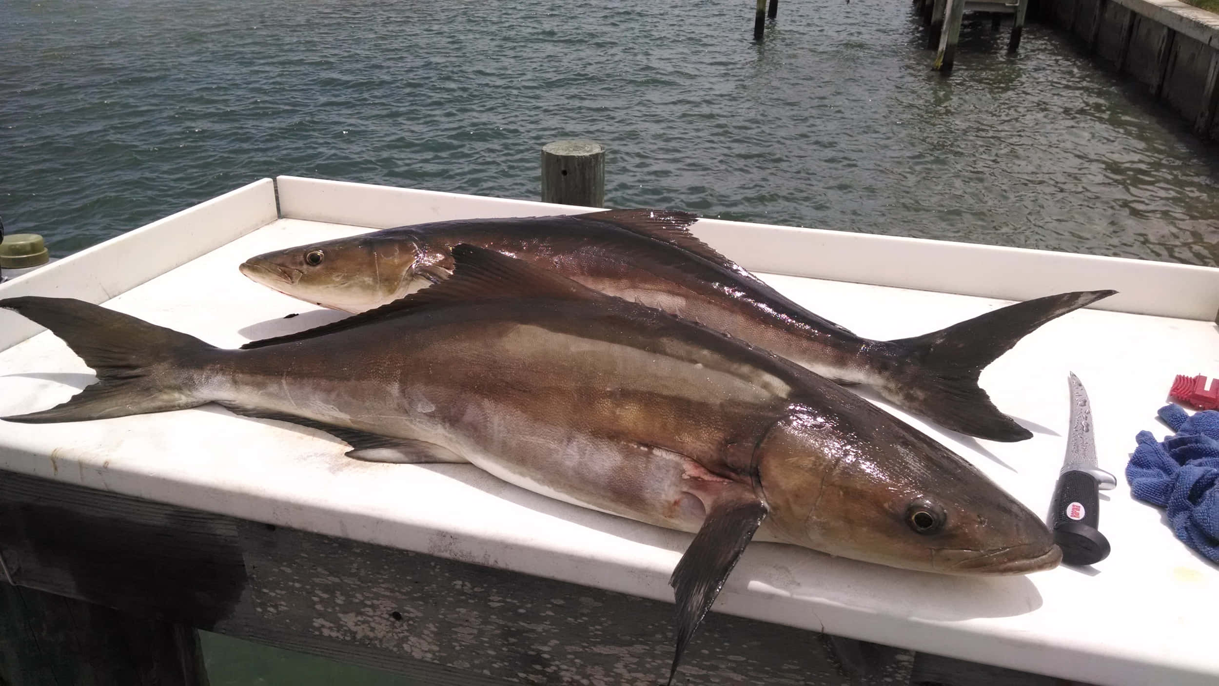 Cobia, boat deck, silver fish, Full HD Desktop Wallpaper