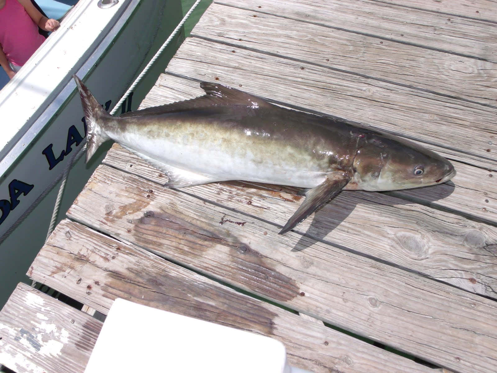 Cobia, deep blue ocean, silver fish, HD Desktop Wallpaper