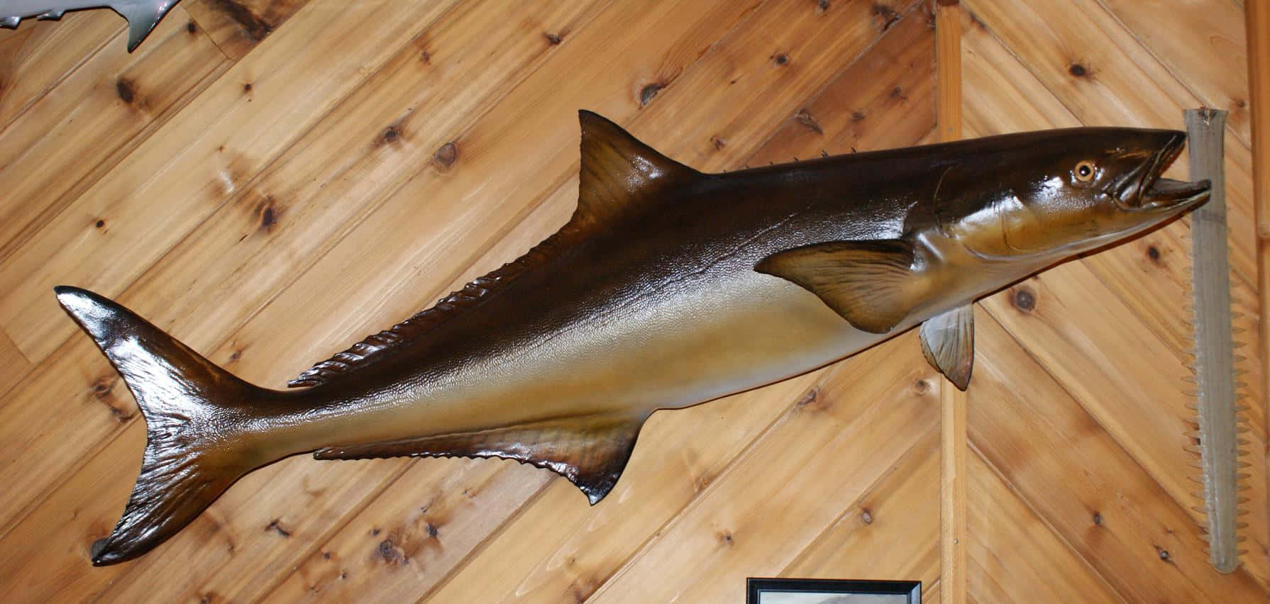 Cobia, taxidermied fish, shiny scales, HD Desktop Wallpaper