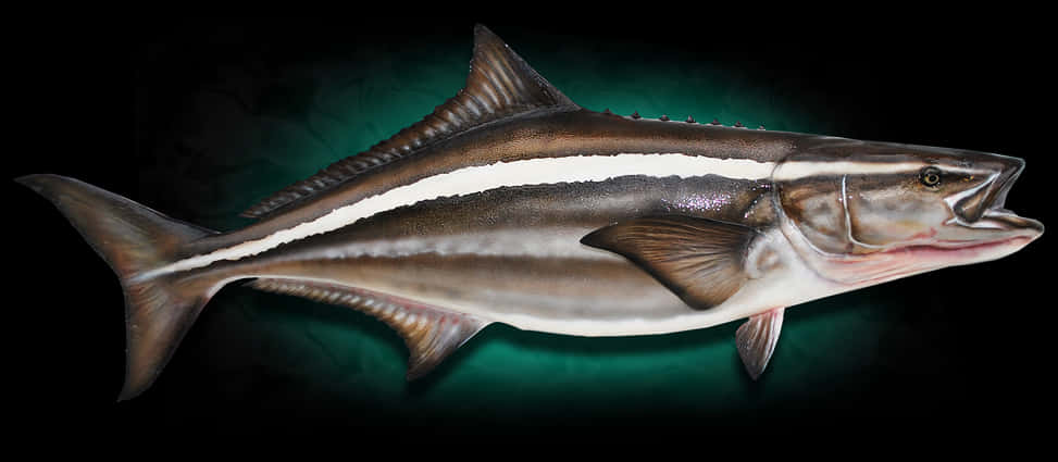 cobia, silver body, white stripe, SD Desktop Wallpaper