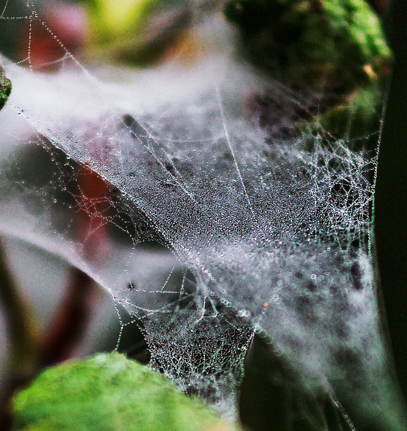 Cobwebs, 1419 x 1500, wooden background, HD Phone Wallpaper