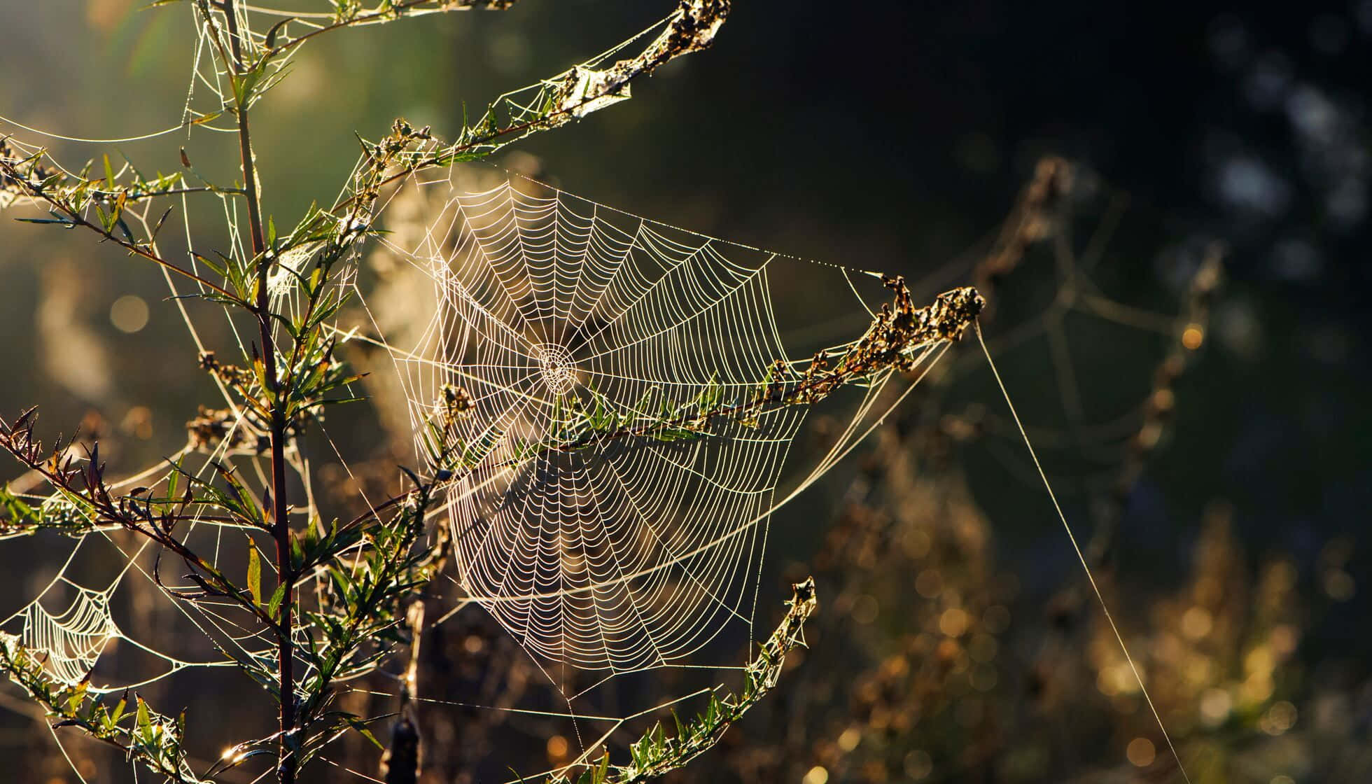 Cobwebs, dewdrops, sunlit branches, Full HD Desktop Wallpaper