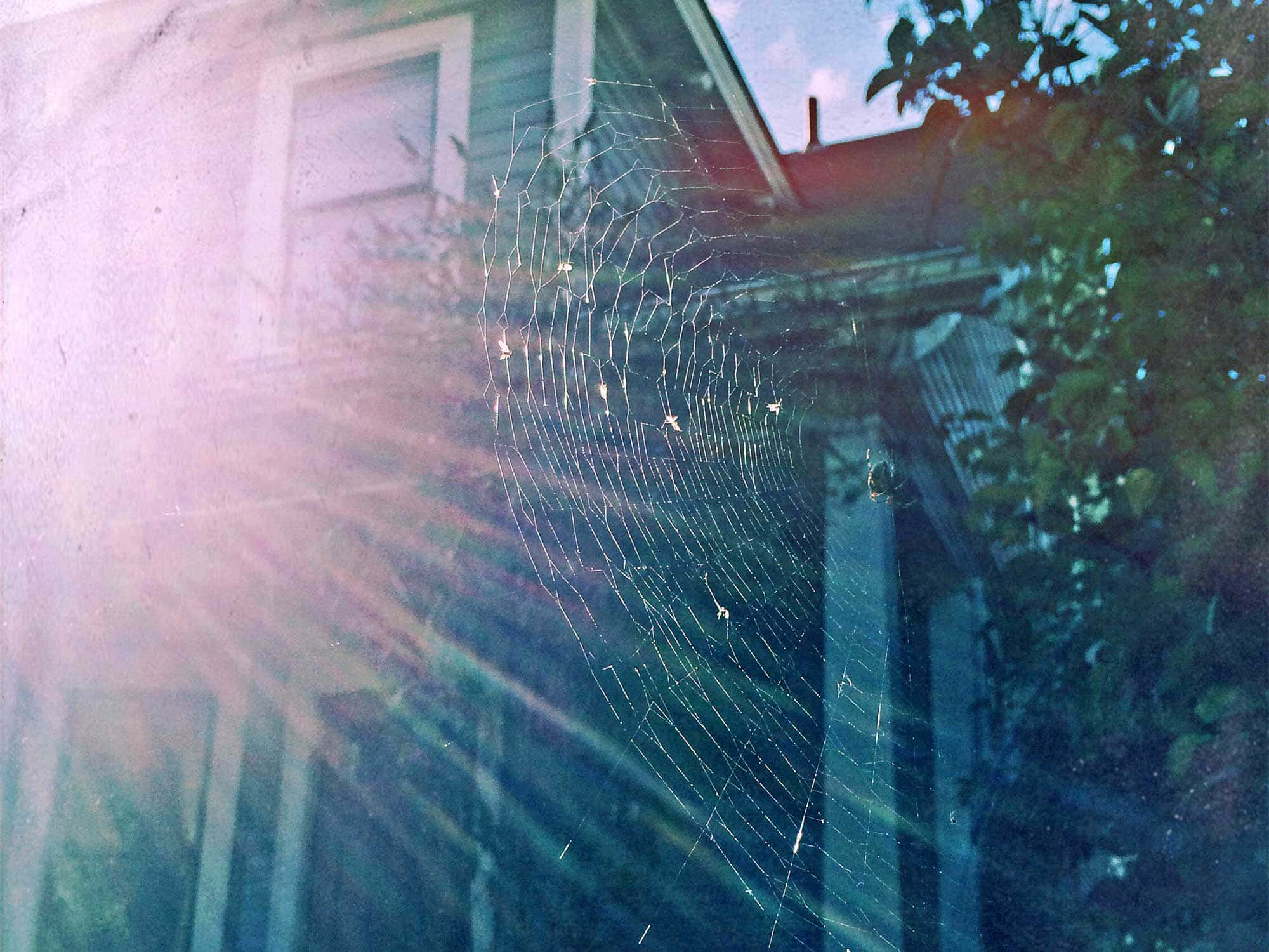 Cobwebs, 2000 x 1500, delicate spiderweb, Full HD Desktop Wallpaper