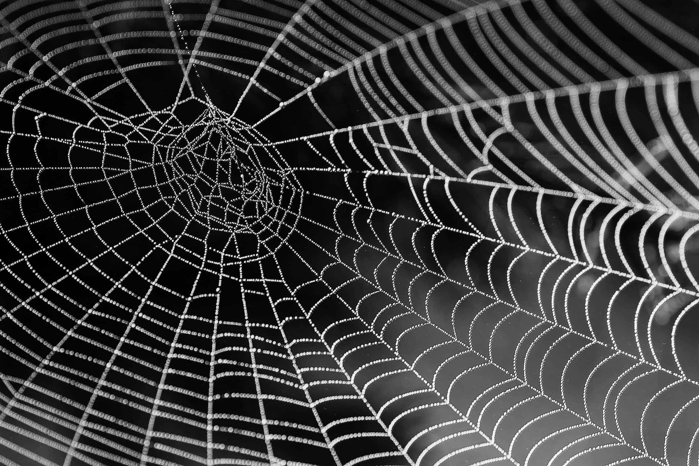 Cobwebs, black and white spiderweb, dewdrops, Full HD Desktop Wallpaper