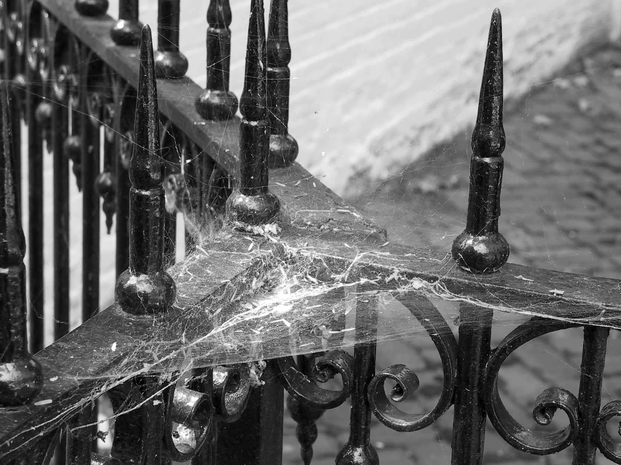 Cobwebs, black and white, ornate metal fence, Full HD Desktop Wallpaper