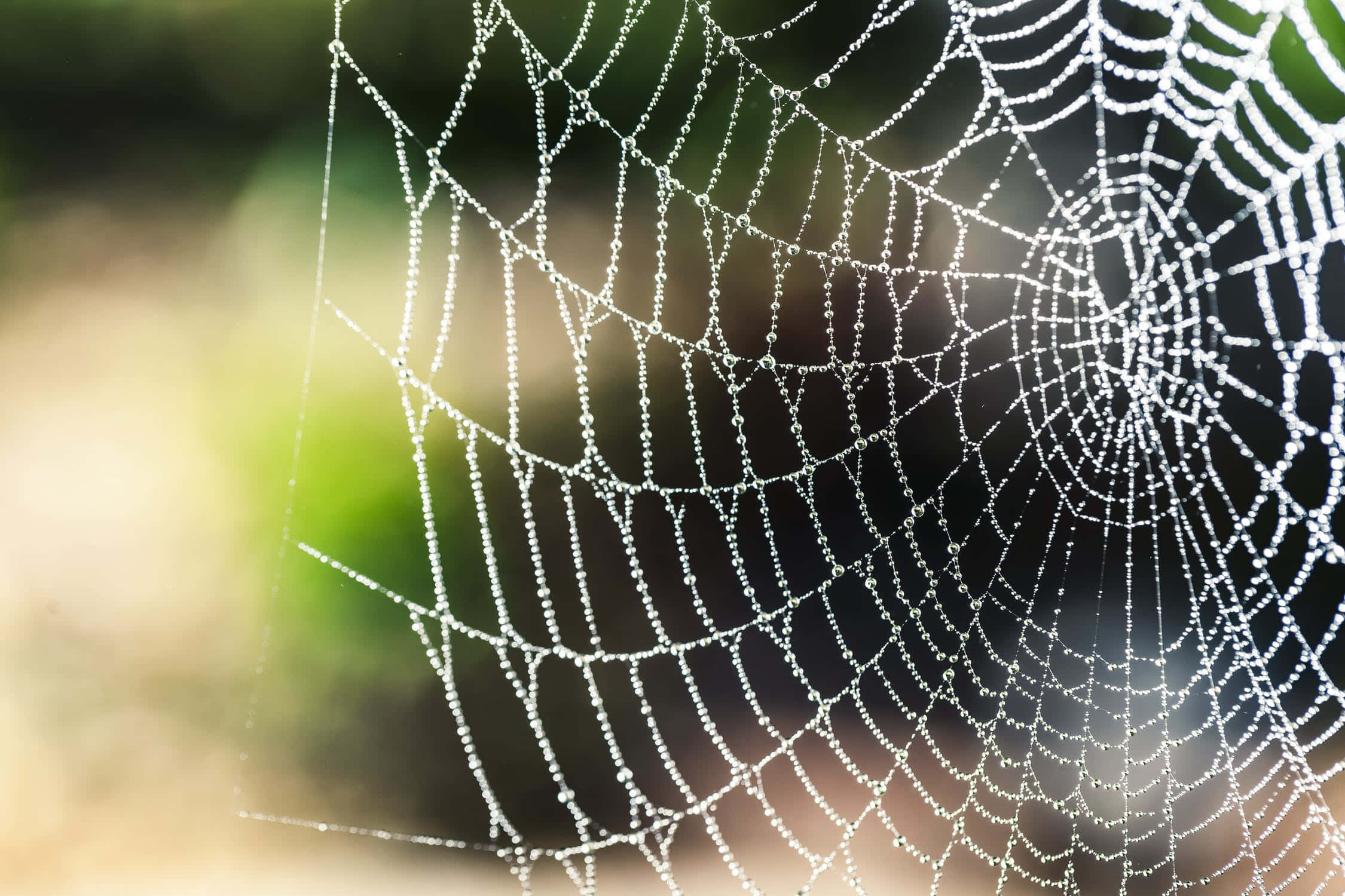 Cobwebs, morning light, dewdrops, Full HD Desktop Wallpaper