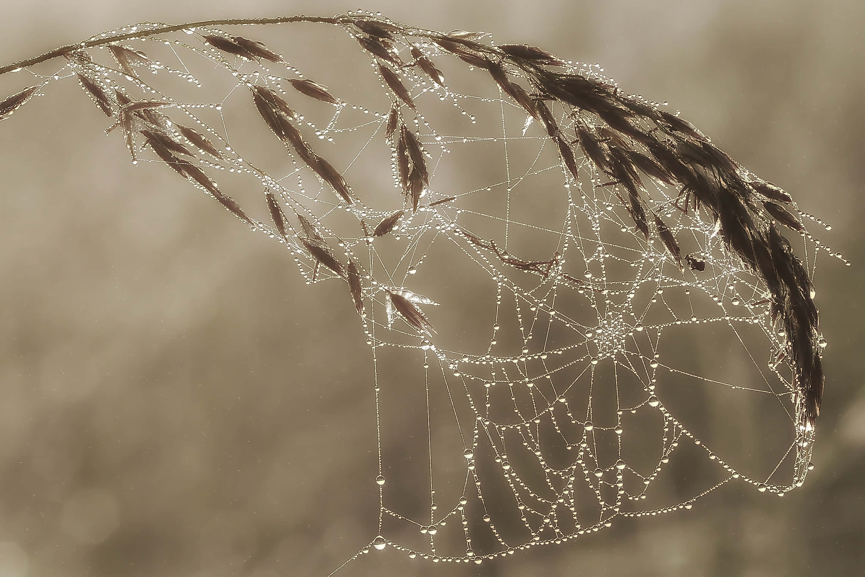 Cobwebs, dewdrops, slender grass blades, 2K Desktop Wallpaper
