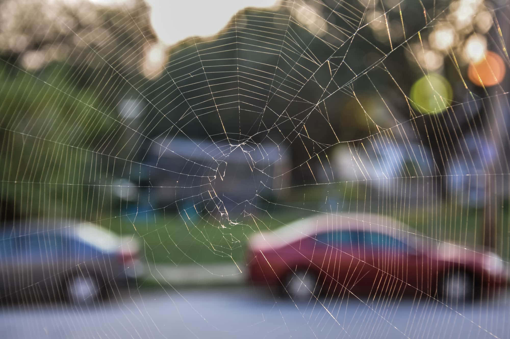 Cobwebs, golden light, suburban street, Full HD Desktop Wallpaper