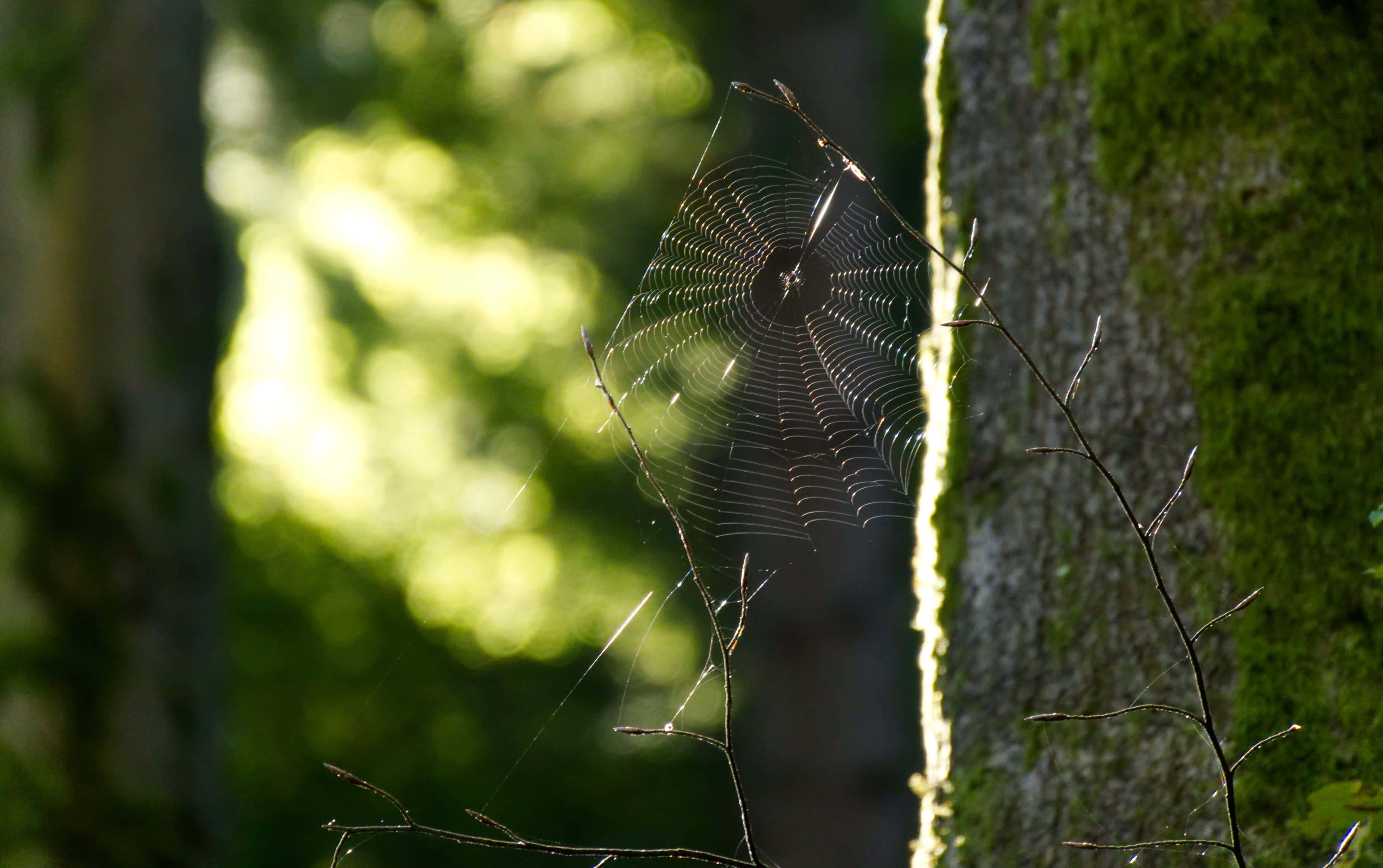 Cobwebs, 5092 x 3198, mossy tree trunk, 4K Desktop Wallpaper