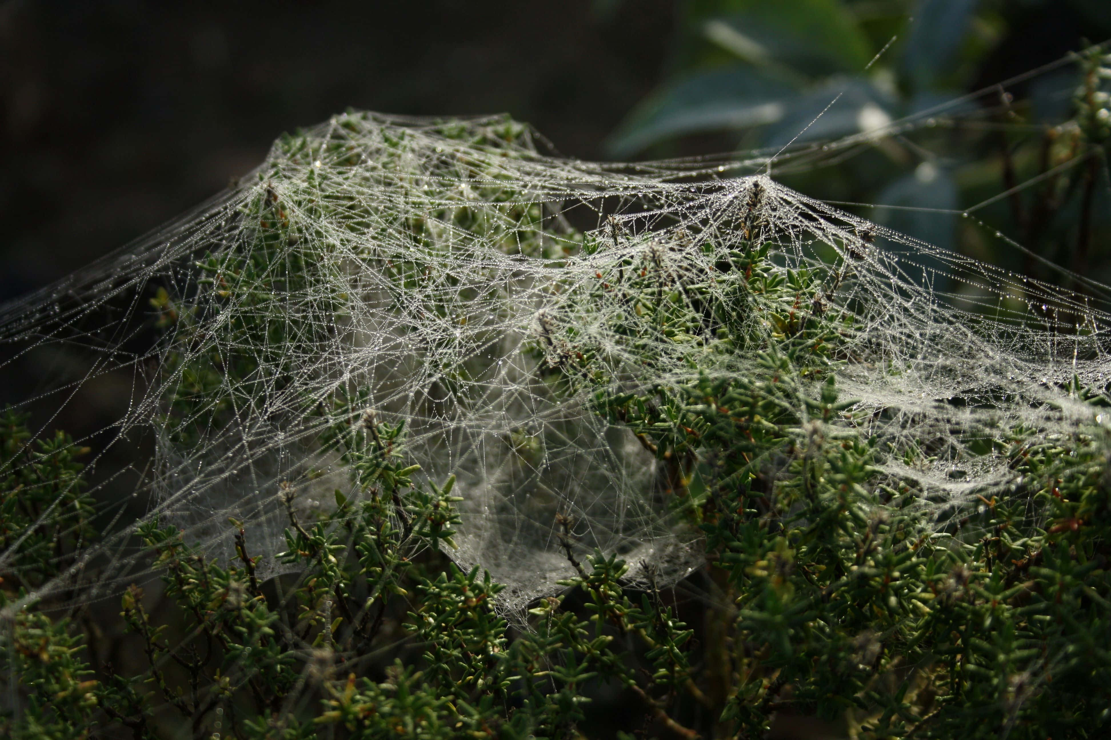 Cobwebs, dewdrops, green foliage, 4K Desktop Wallpaper