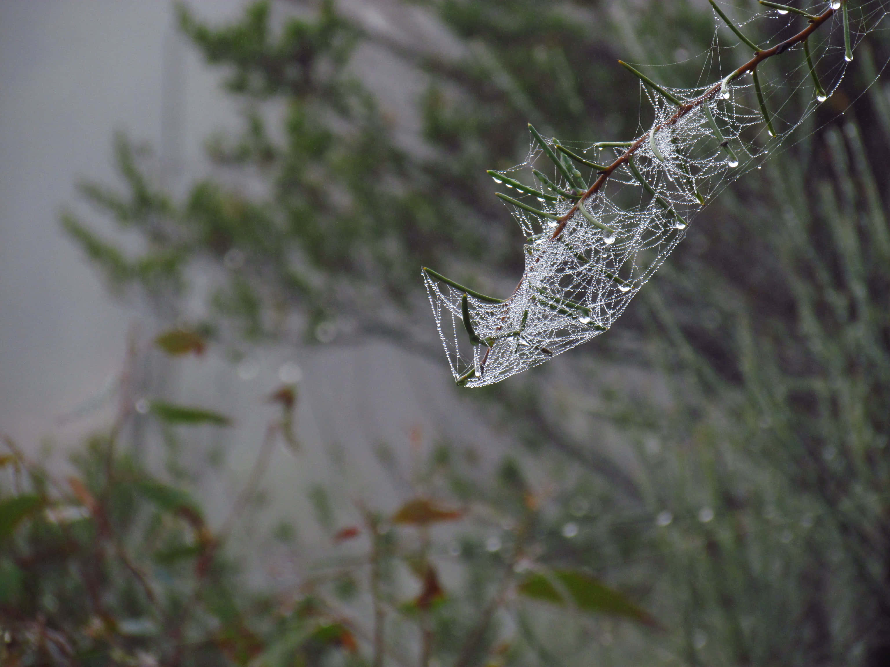 Cobwebs, 3072 x 2304, delicate spiderweb, 2K Desktop Wallpaper