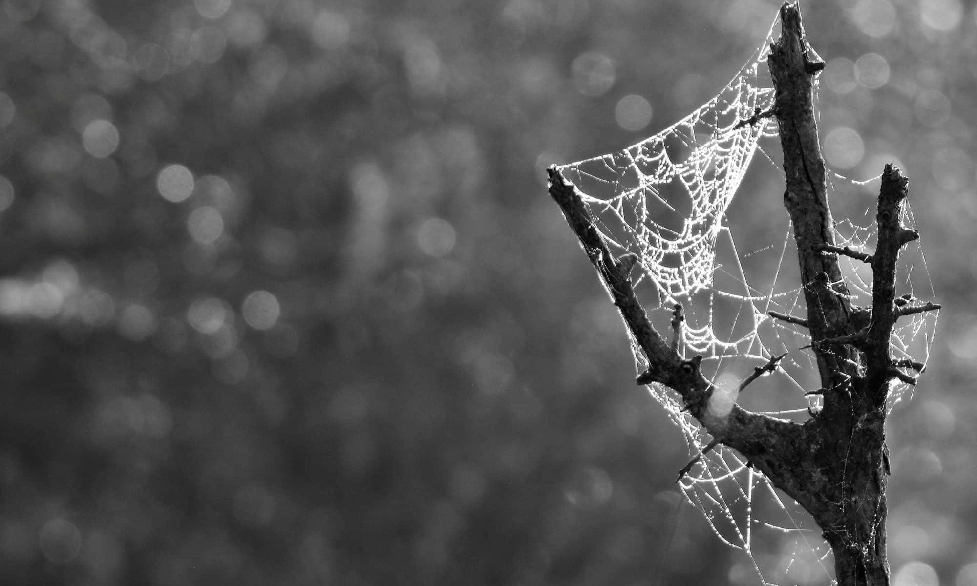 Cobwebs, spiderweb, bare branches, Full HD Desktop Wallpaper