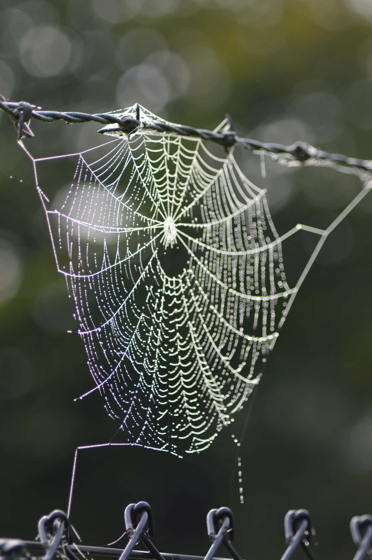Cobwebs, barbed wire, dewdrops, HD Phone Wallpaper