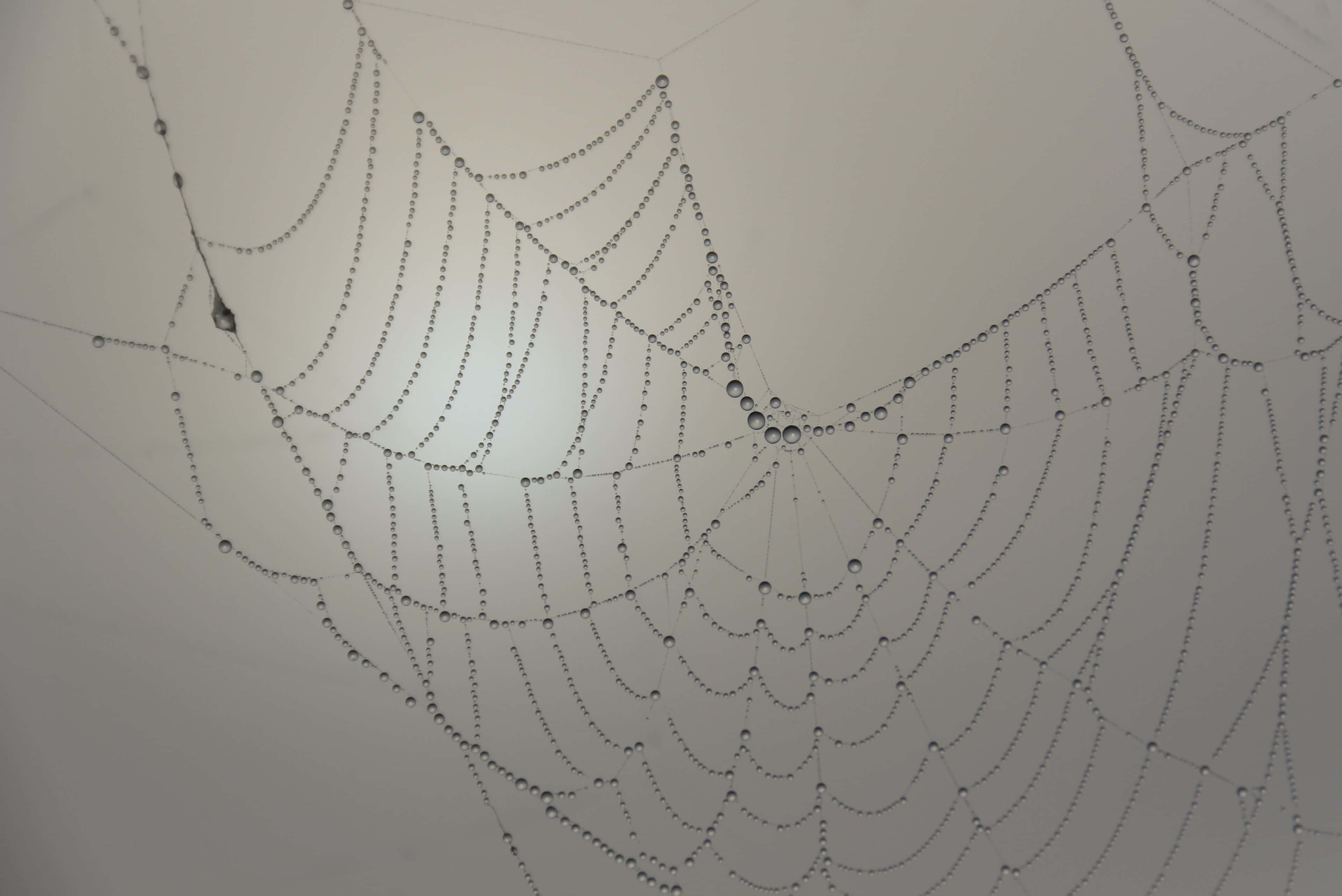 cobwebs, morning dew, soft gray sky, 4K Desktop Wallpaper