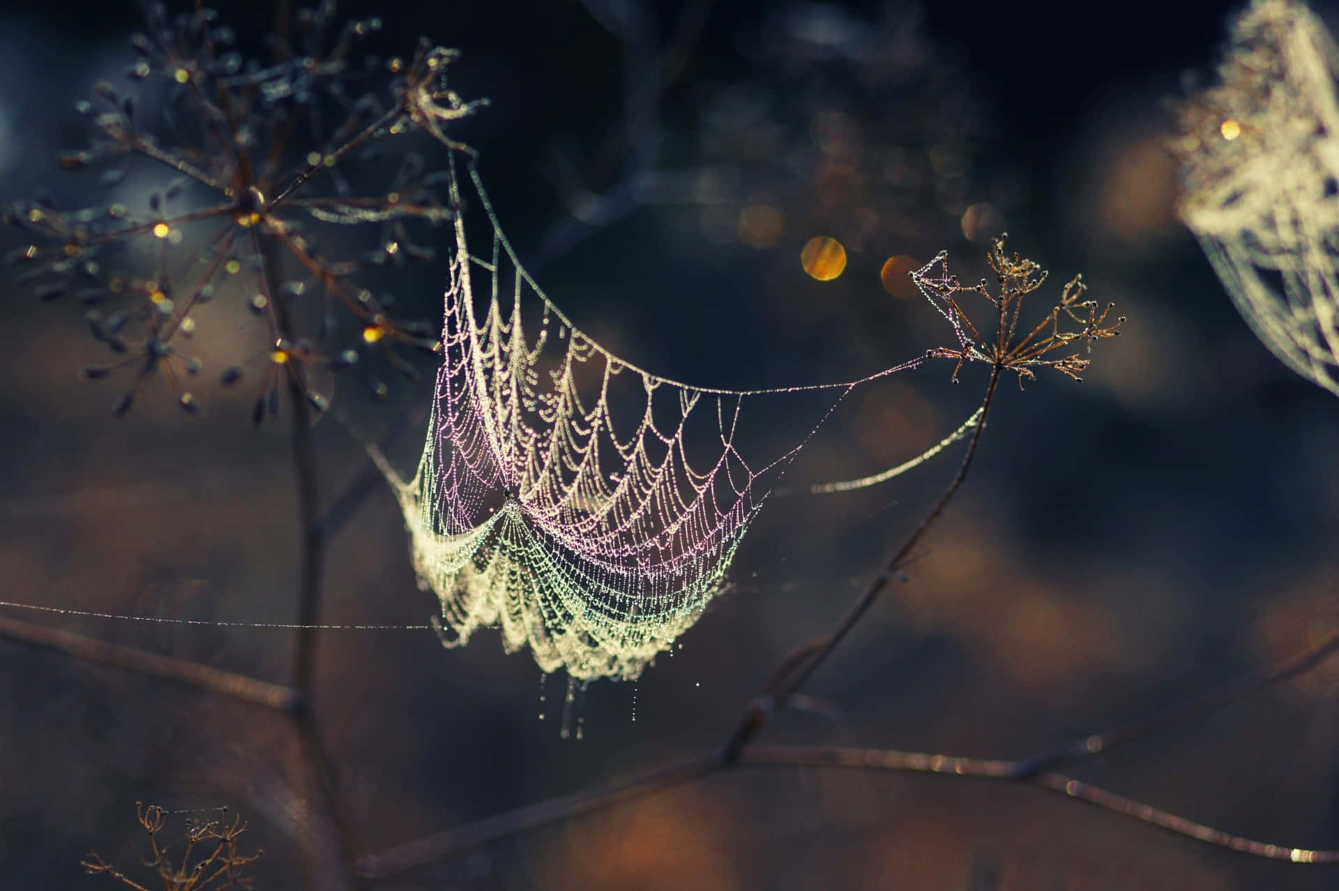 Cobwebs, twilight, bare branches, Full HD Desktop Wallpaper