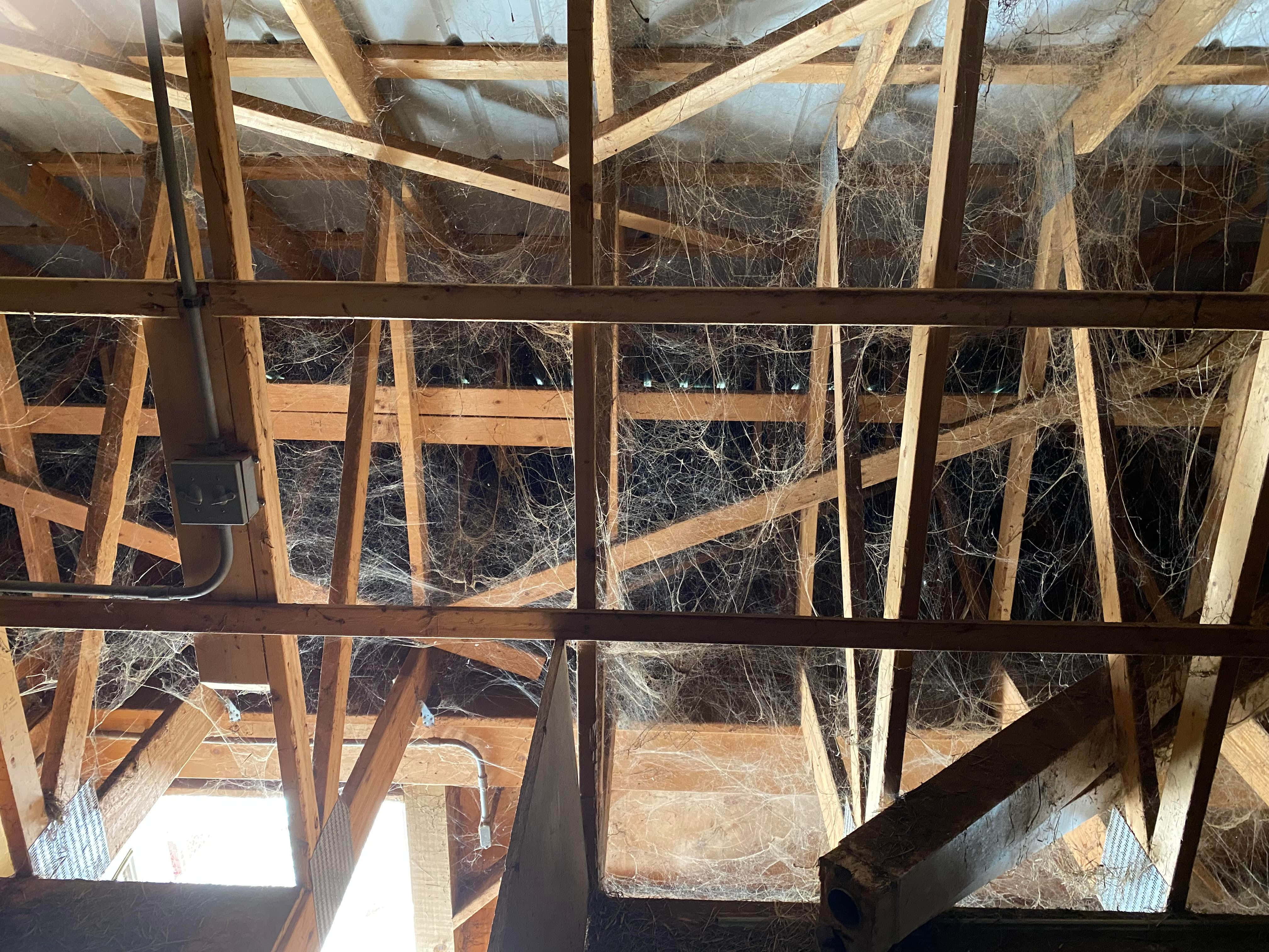 Cobwebs, wooden roof beams, dense white cobwebs, 4K Desktop Wallpaper