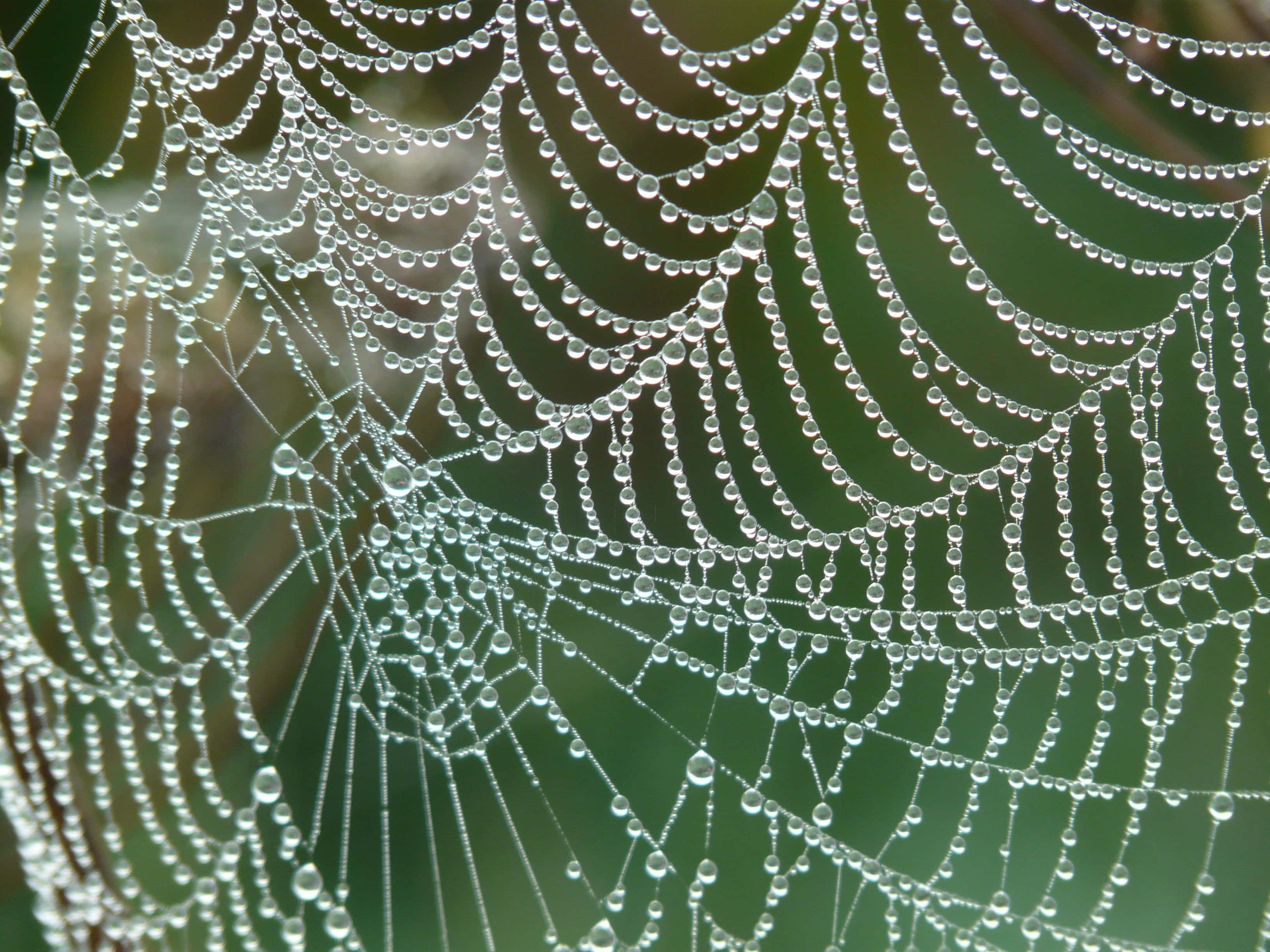 Cobwebs, Autumn Day, dewdrops, 2K Desktop Wallpaper