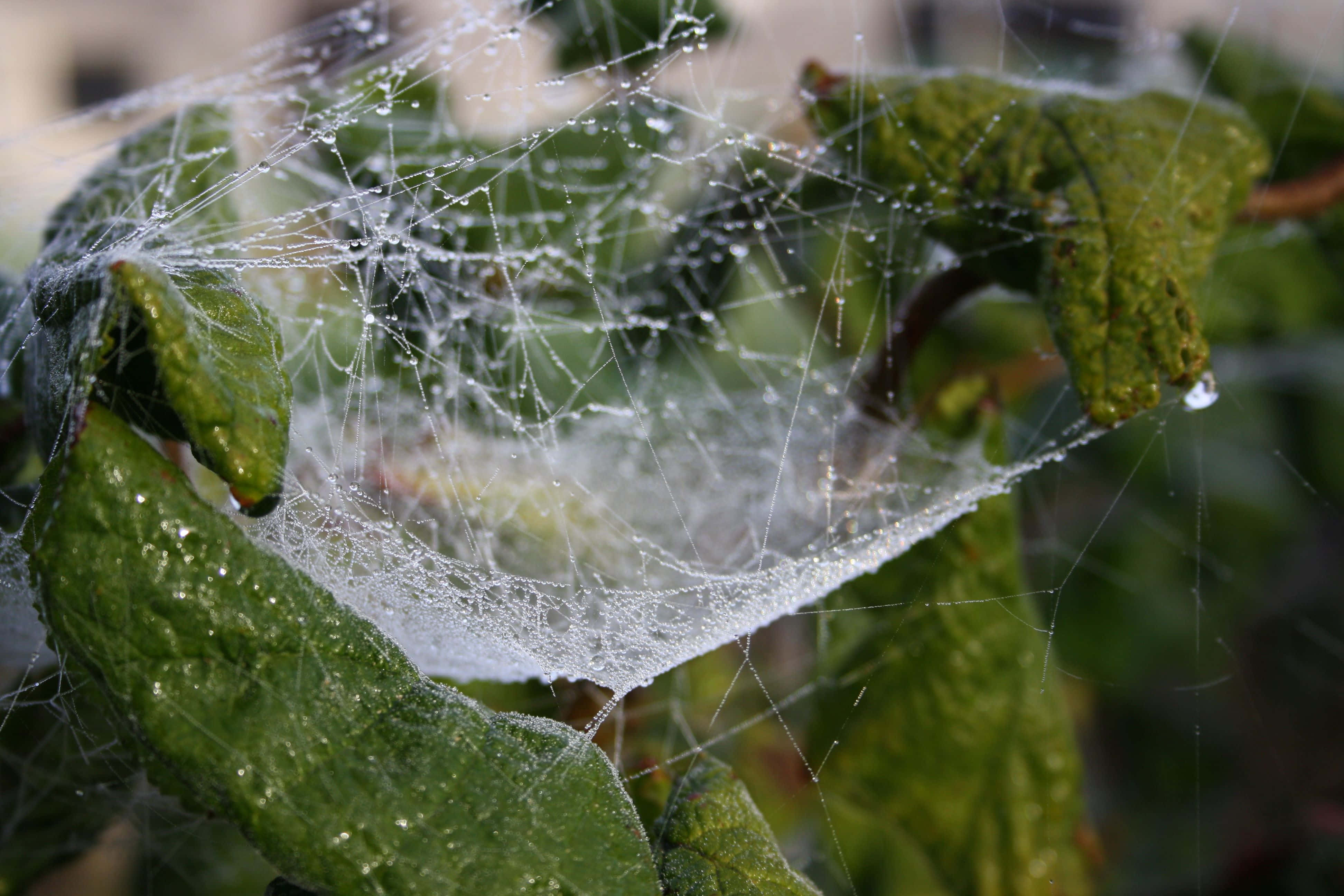 Cobwebs, tree, forest, 4K Desktop Wallpaper