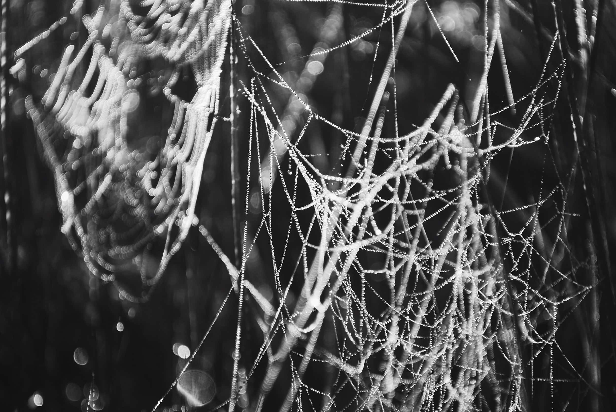 Cobwebs, monochrome, dewdrops, Full HD Desktop Wallpaper
