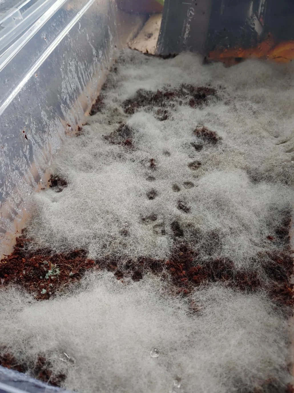 Cobwebs, white fuzzy mold, damp soil, HD Phone Wallpaper