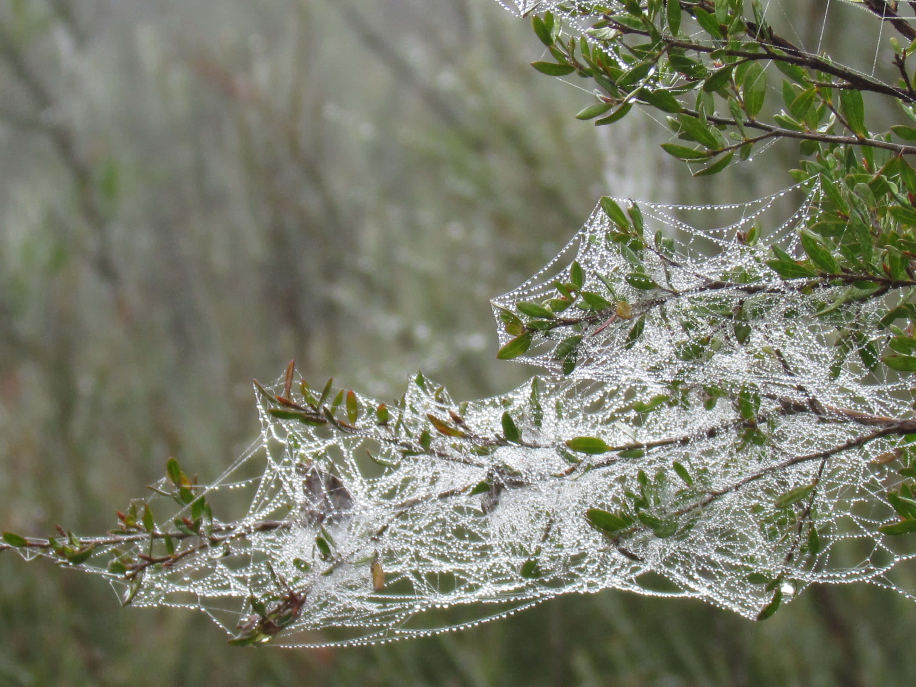 Cobwebs, dewdrops, green leaves, 2K Desktop Wallpaper