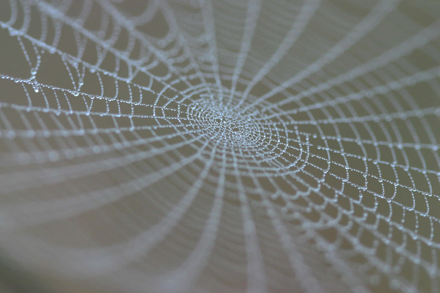 Cobwebs, morning dew, dew-covered spiderweb, HD Desktop Wallpaper